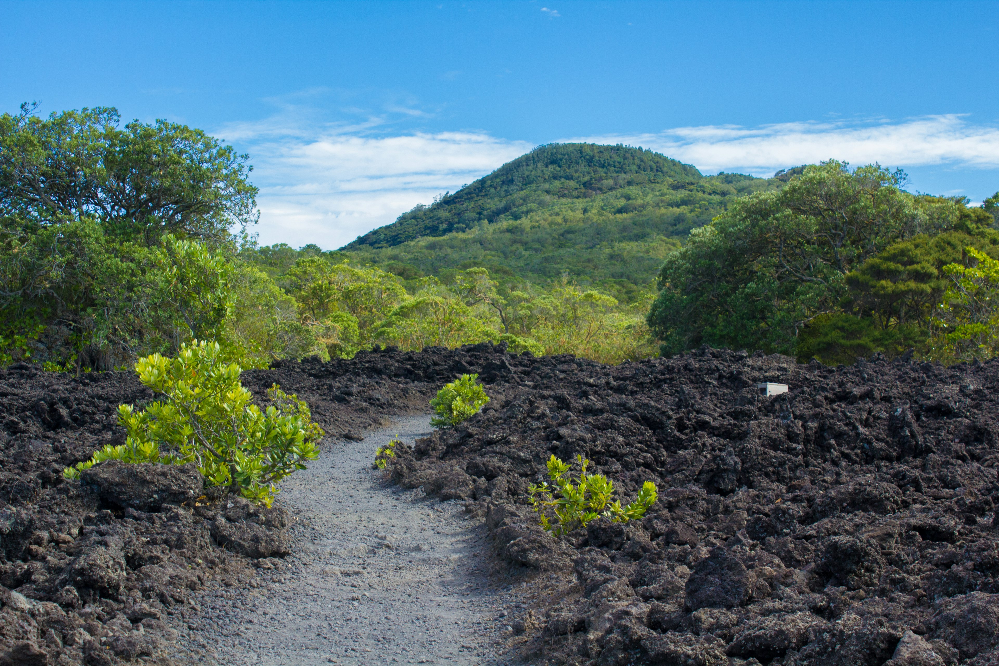 火山岩の道と緑の丘がある風景