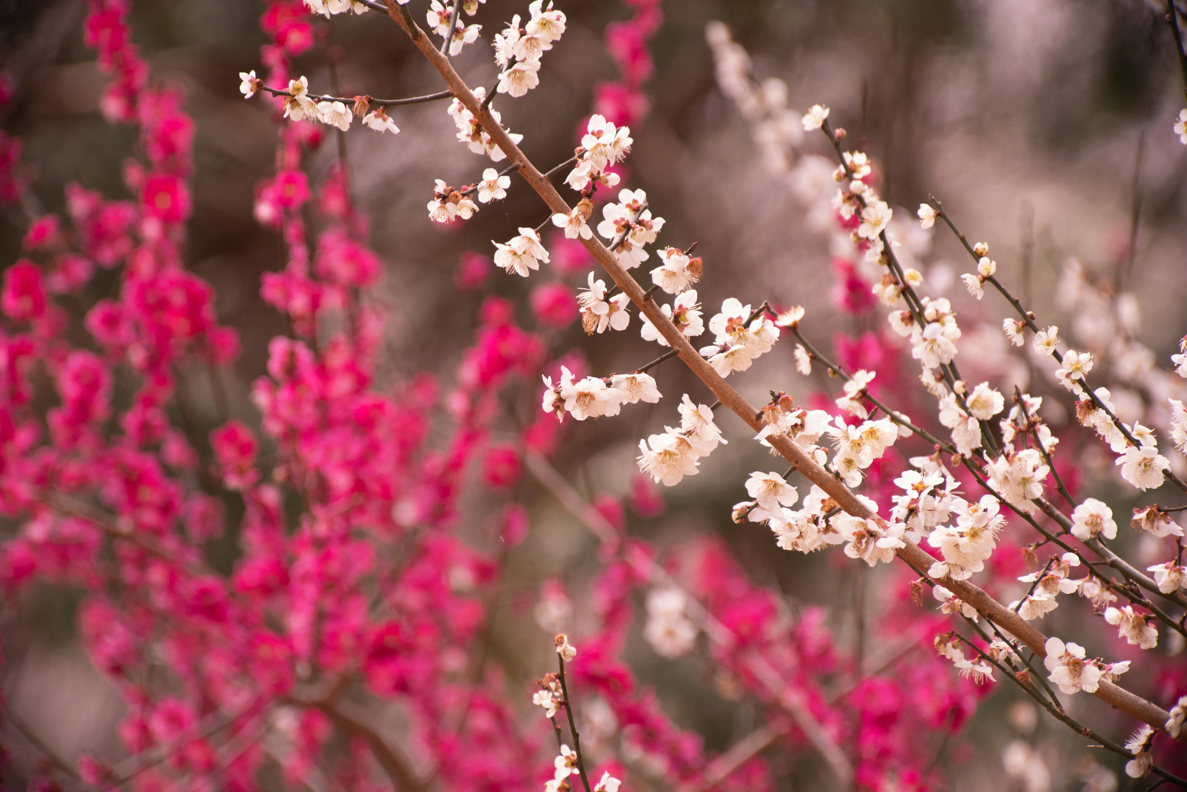 Acercamiento de ramas con flores rosas y blancas