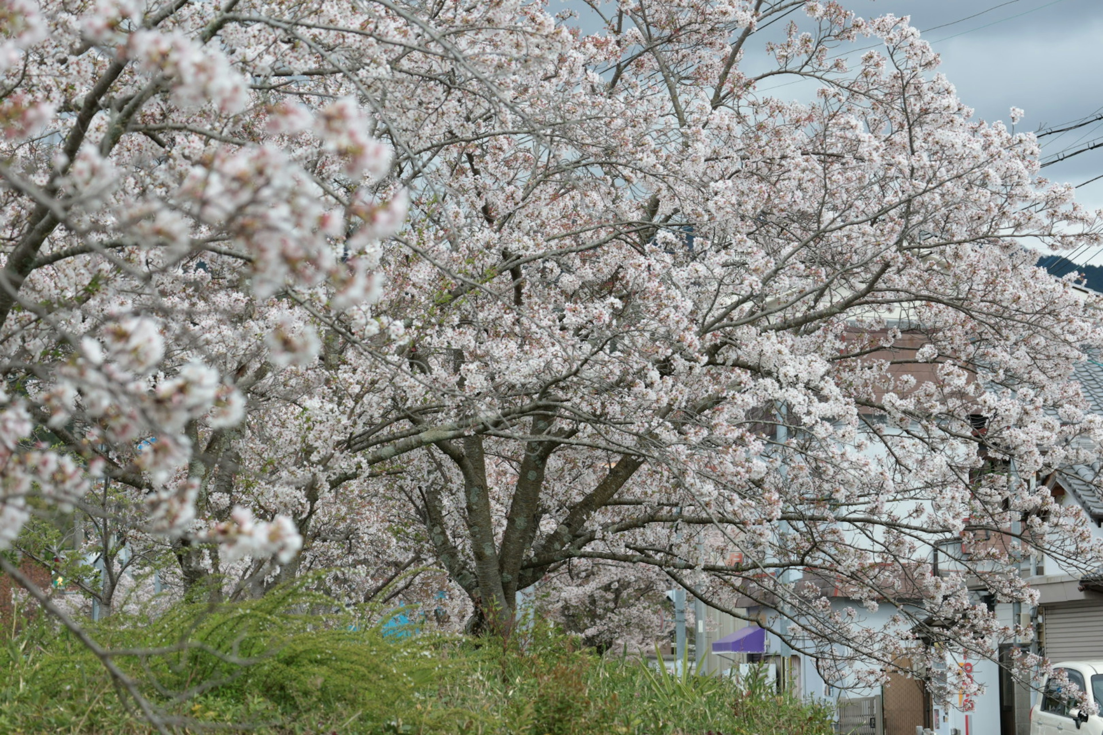 Arbres de cerisier en pleine floraison