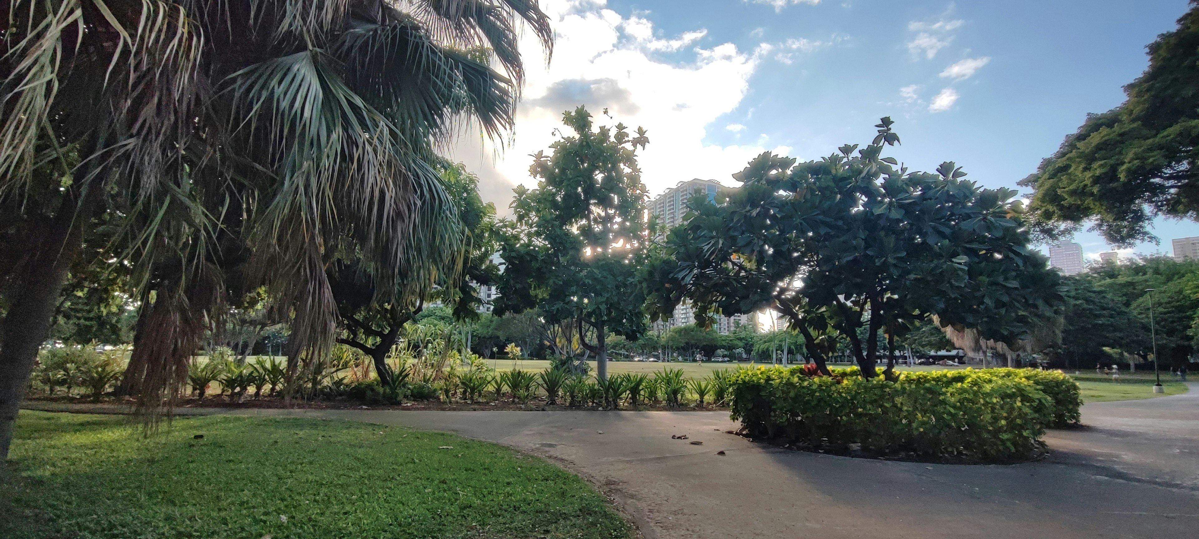 Lush park landscape with palm trees and blue sky