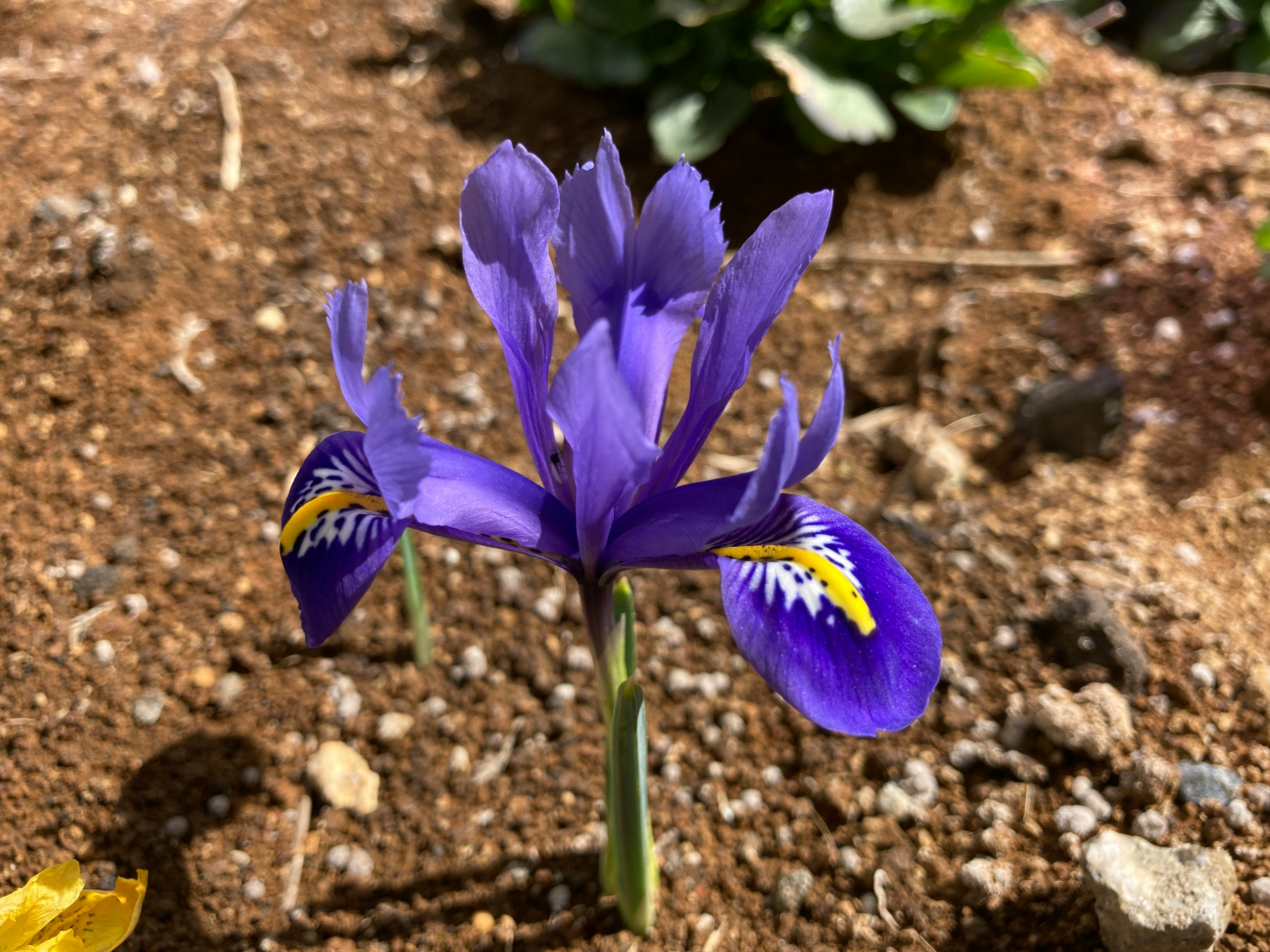 Vibrant purple iris flower blooming in soil