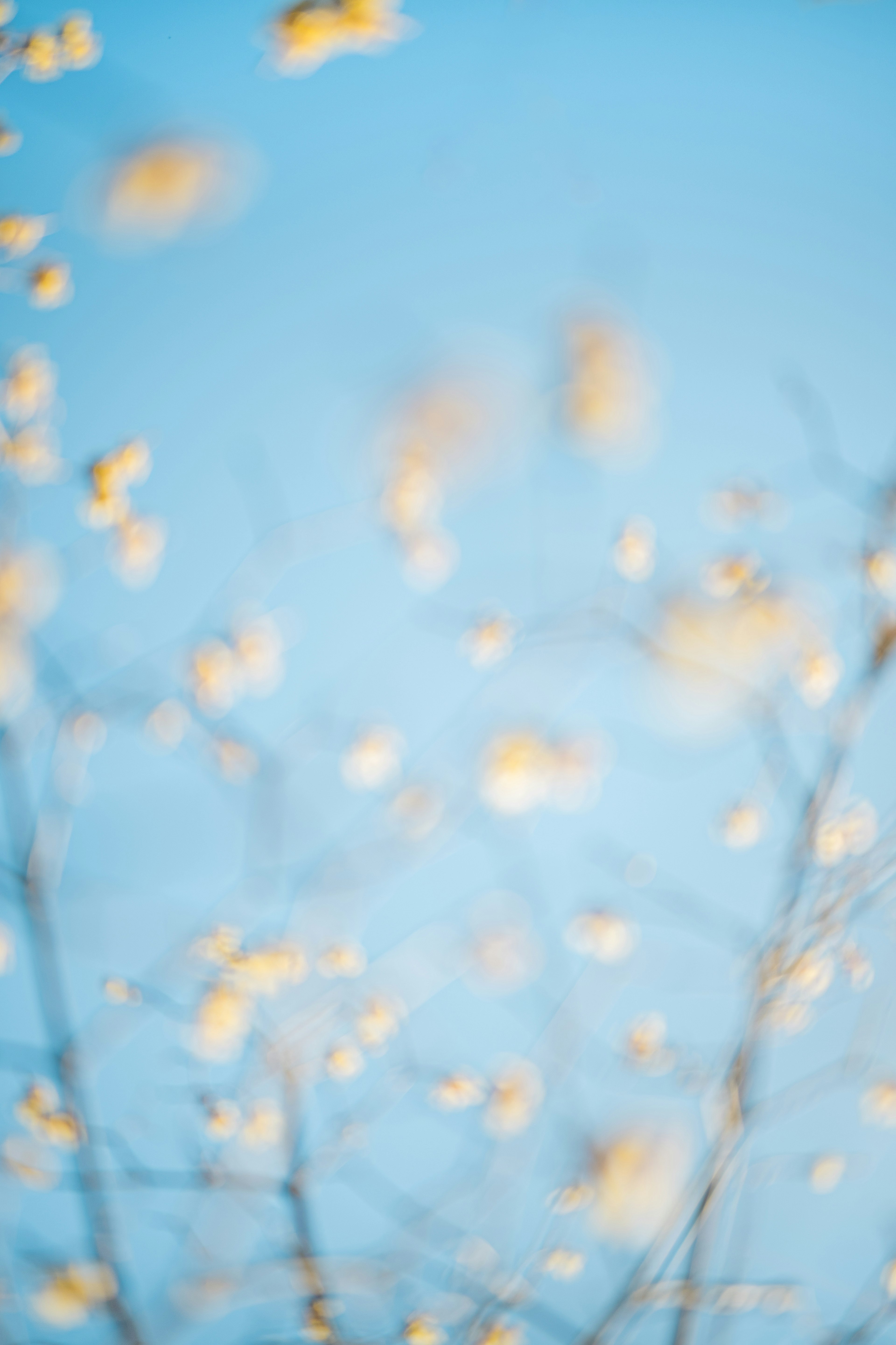 Blurred yellow flowers against a bright blue sky