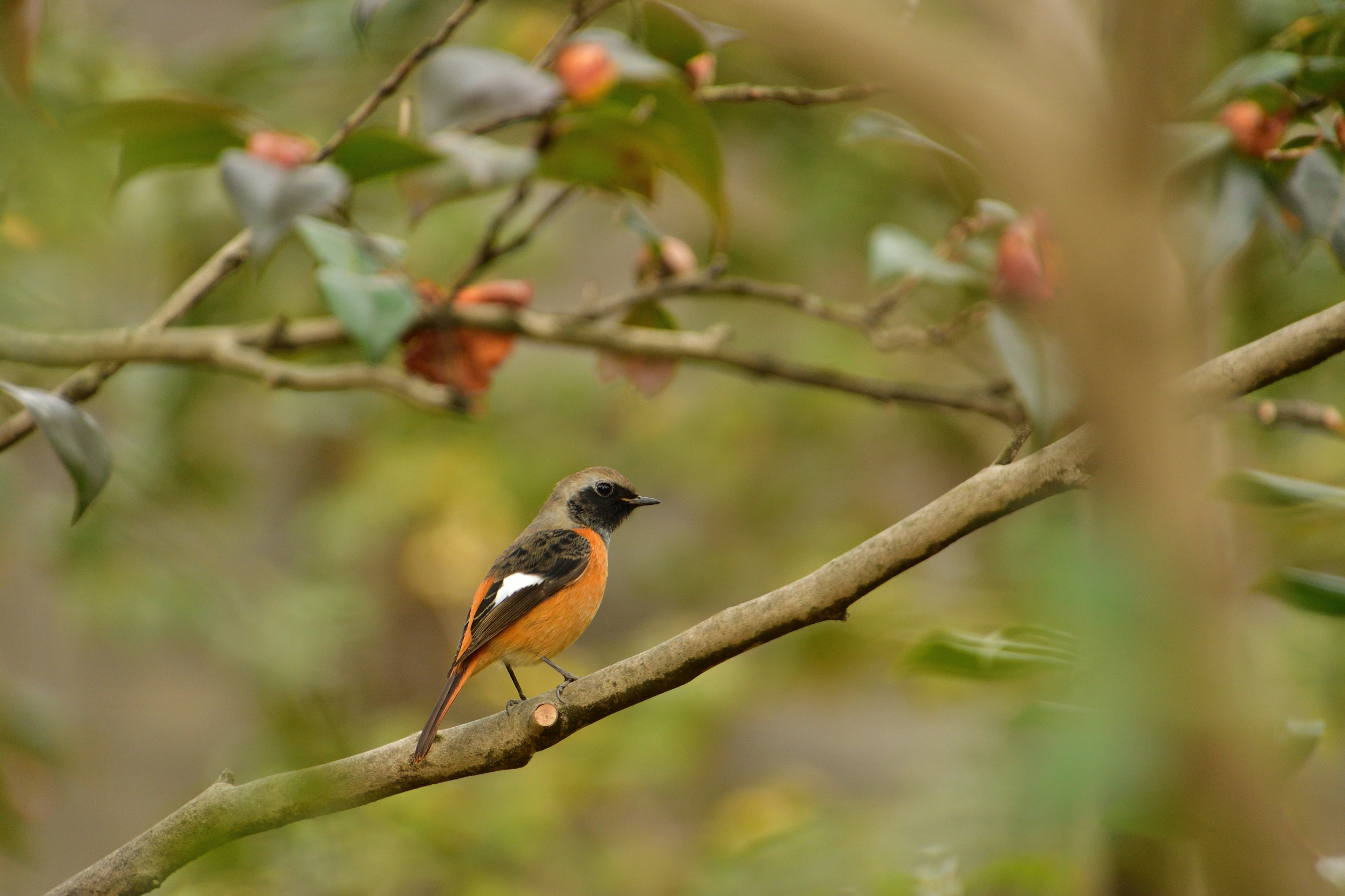 Ein Vogel sitzt auf einem Ast mit orangefarbenem Gefieder und schwarzem Kopf umgeben von grünen Blättern und roten Beeren