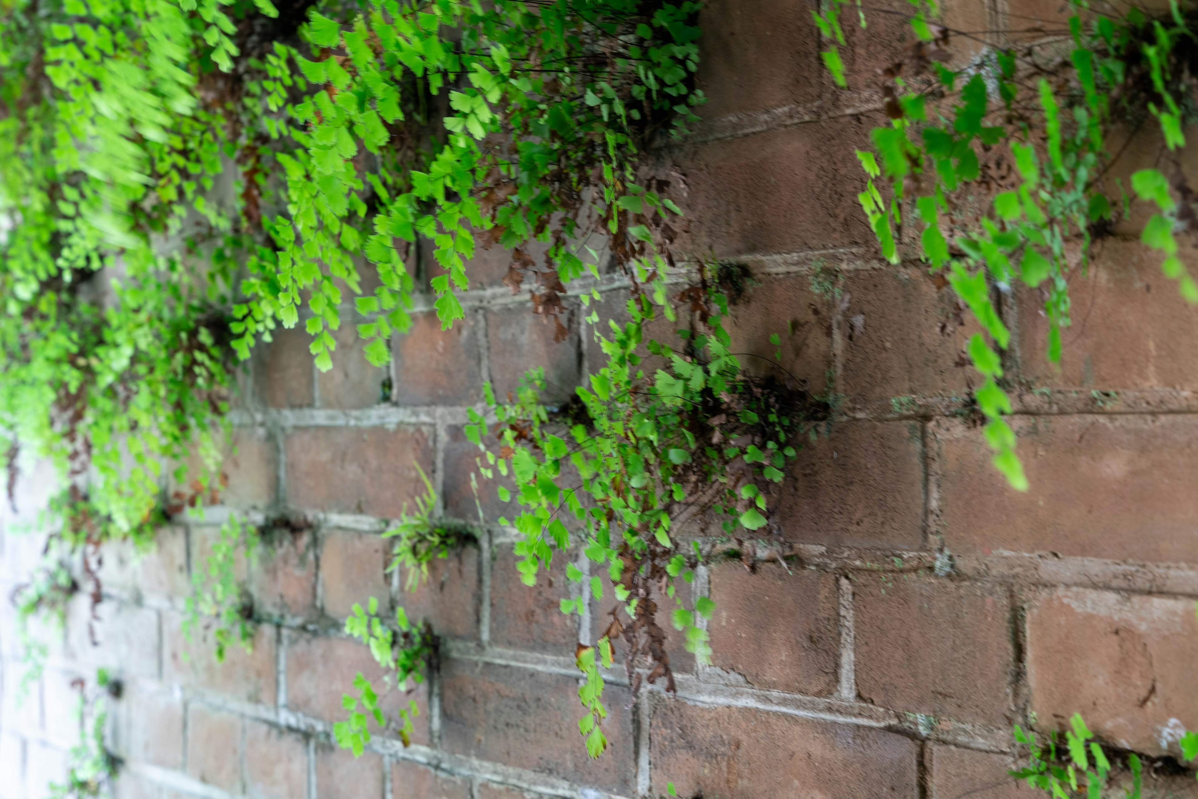 Pared de ladrillos cubierta de helechos verdes exuberantes