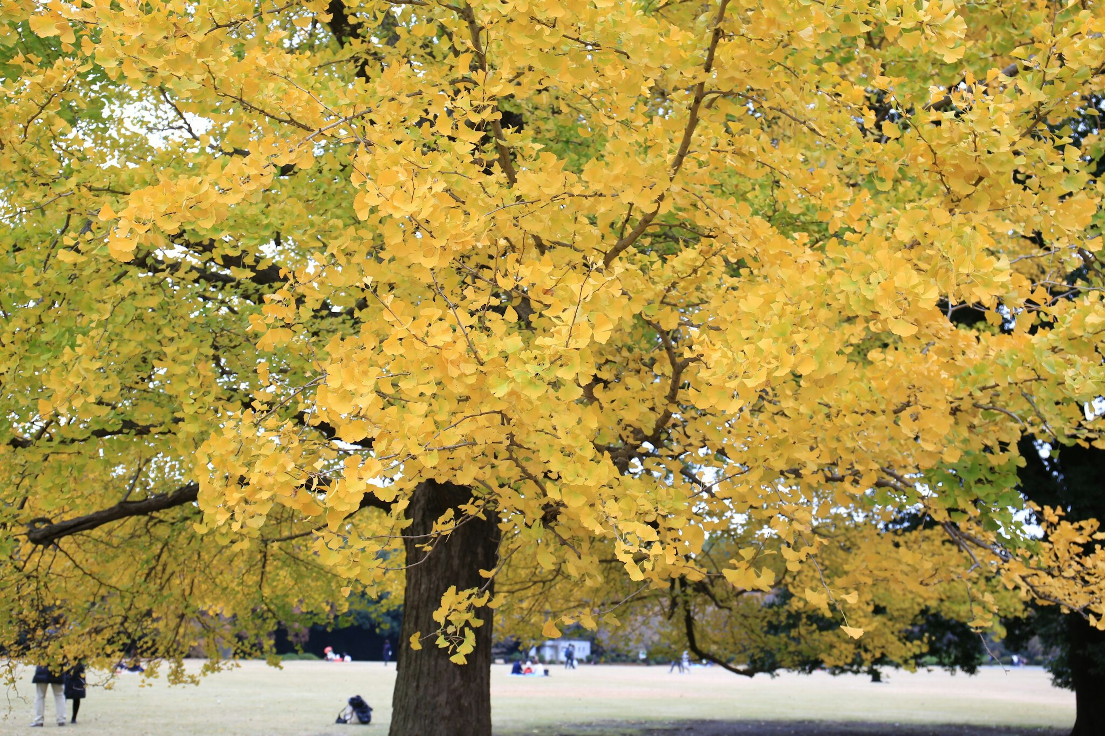 Vibrant yellow leaves on a tree in a park