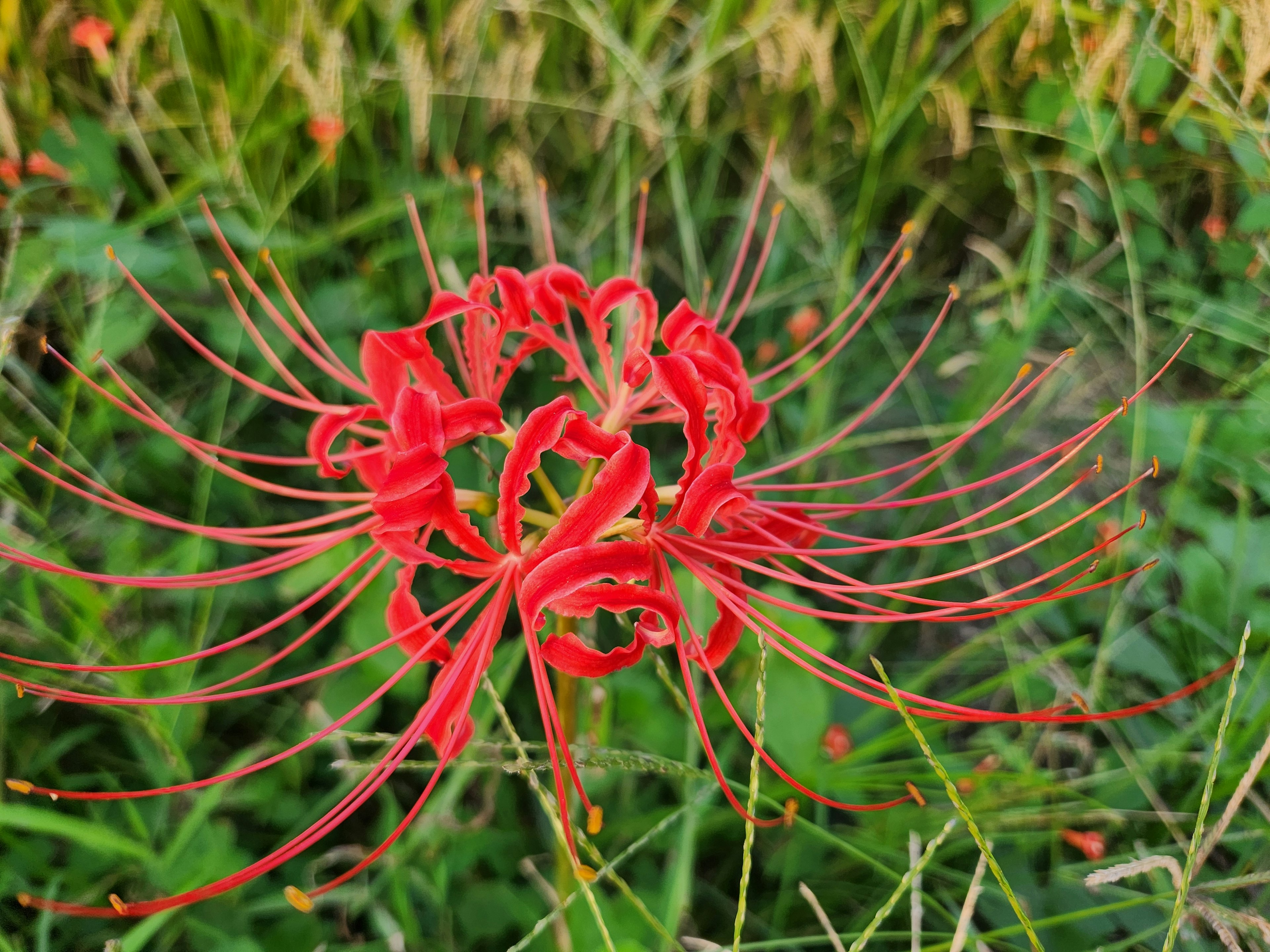 Rote Spinnenblume blüht zwischen grünem Gras