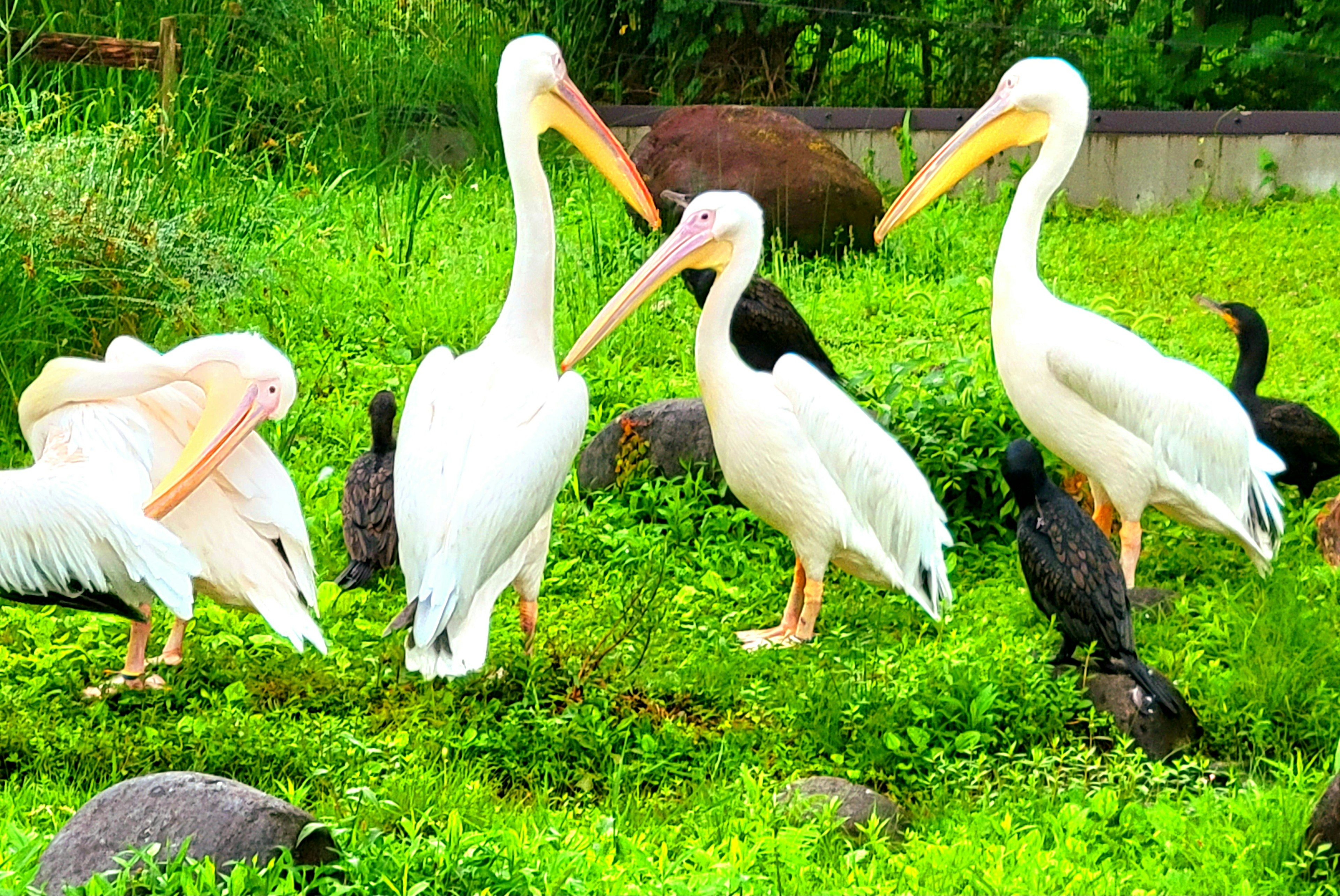 Pélicans blancs rassemblés dans l'herbe verte avec d'autres oiseaux