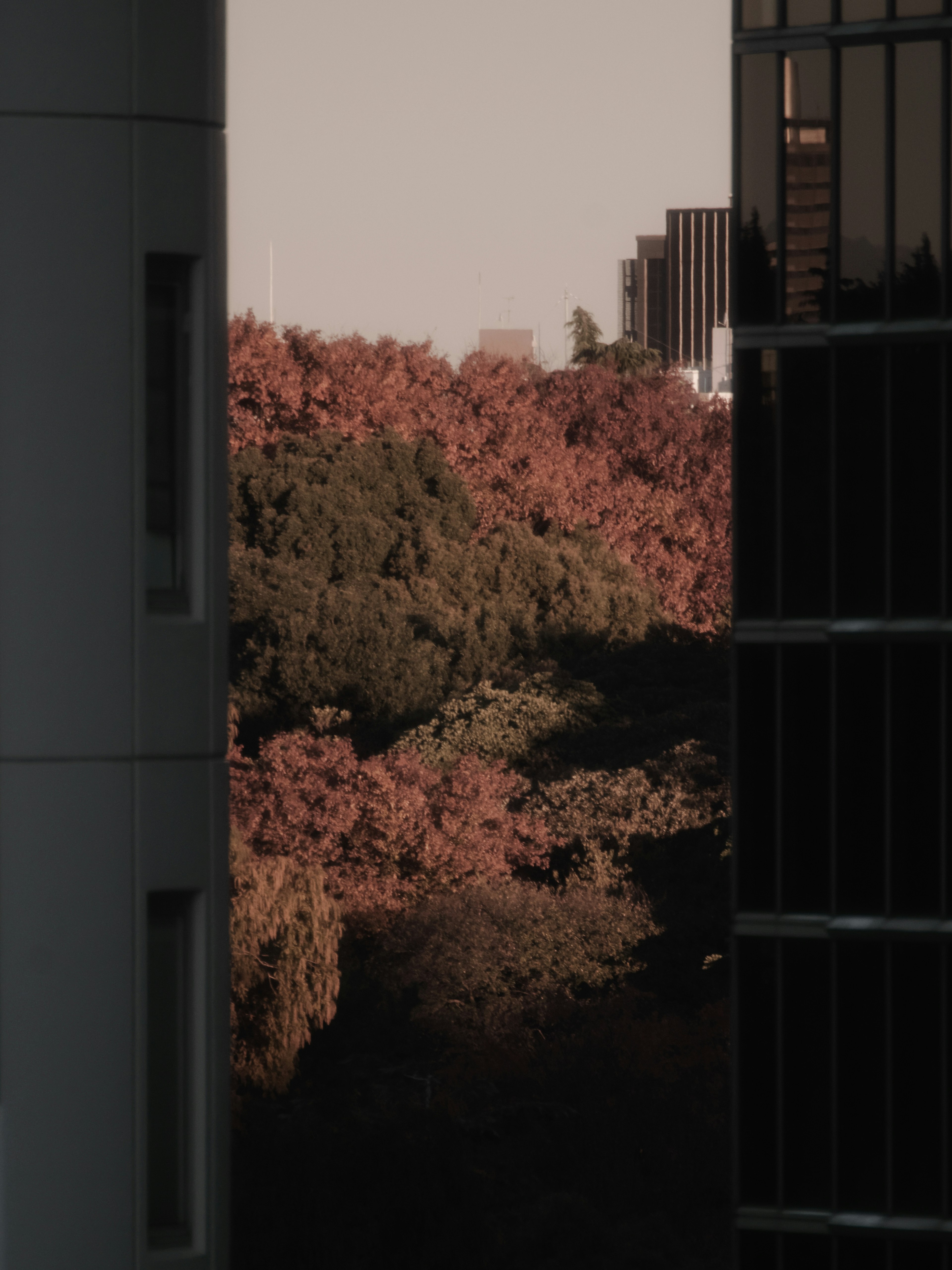 View of autumn foliage between modern buildings