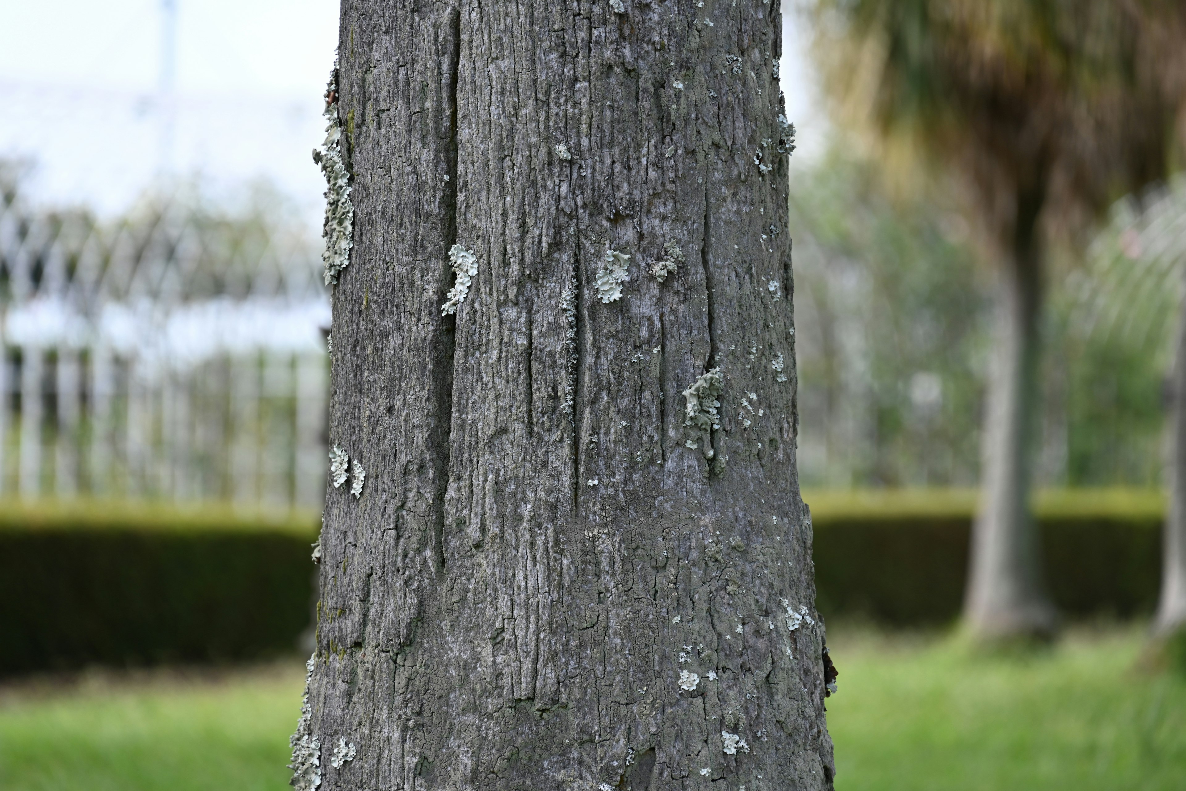 Close-up of a tree trunk showing various moss colors