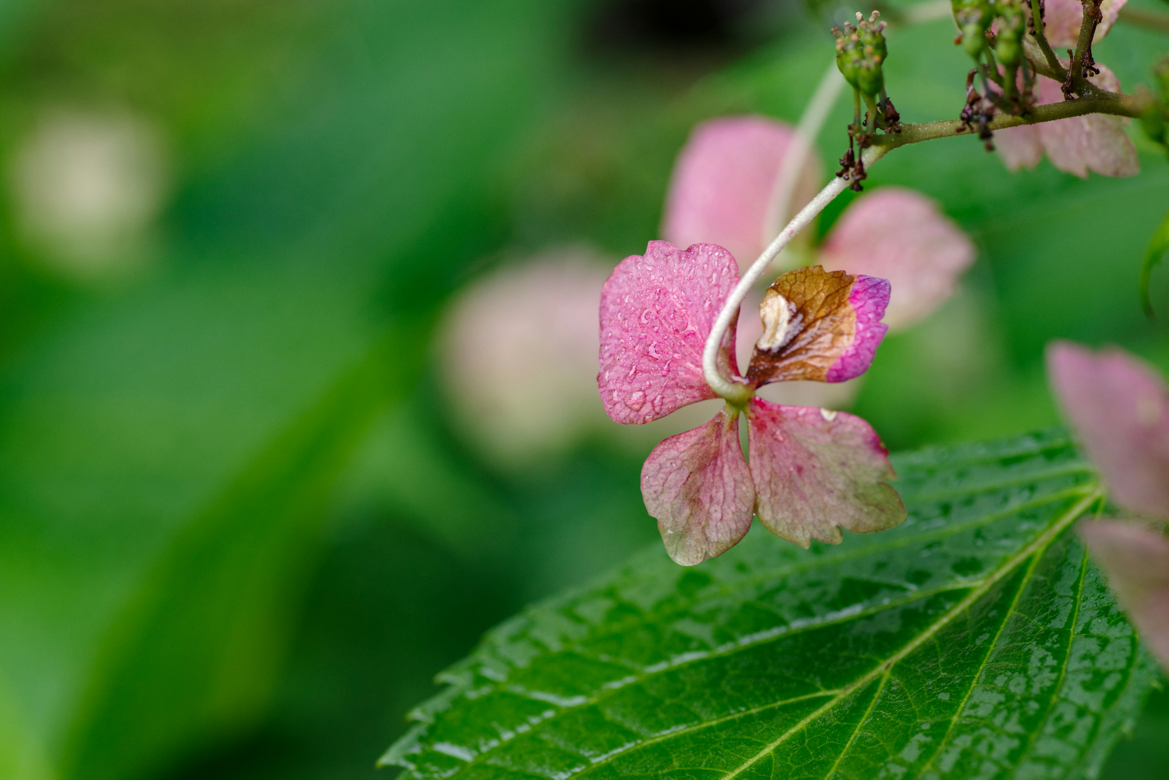 Primo piano di un fiore rosa e foglie verdi in un contesto naturale