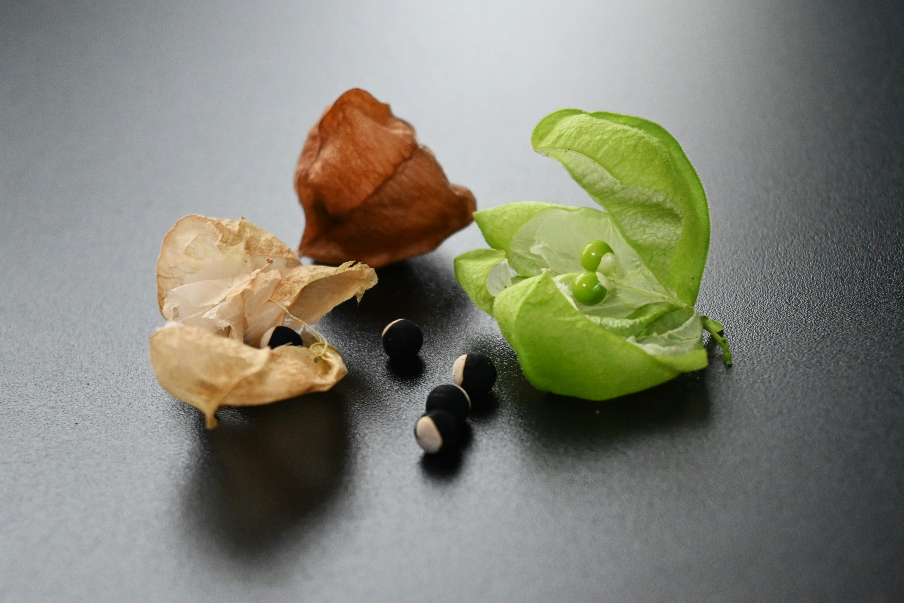 Image présentant des graines et des enveloppes de fruits de différentes couleurs disposées ensemble