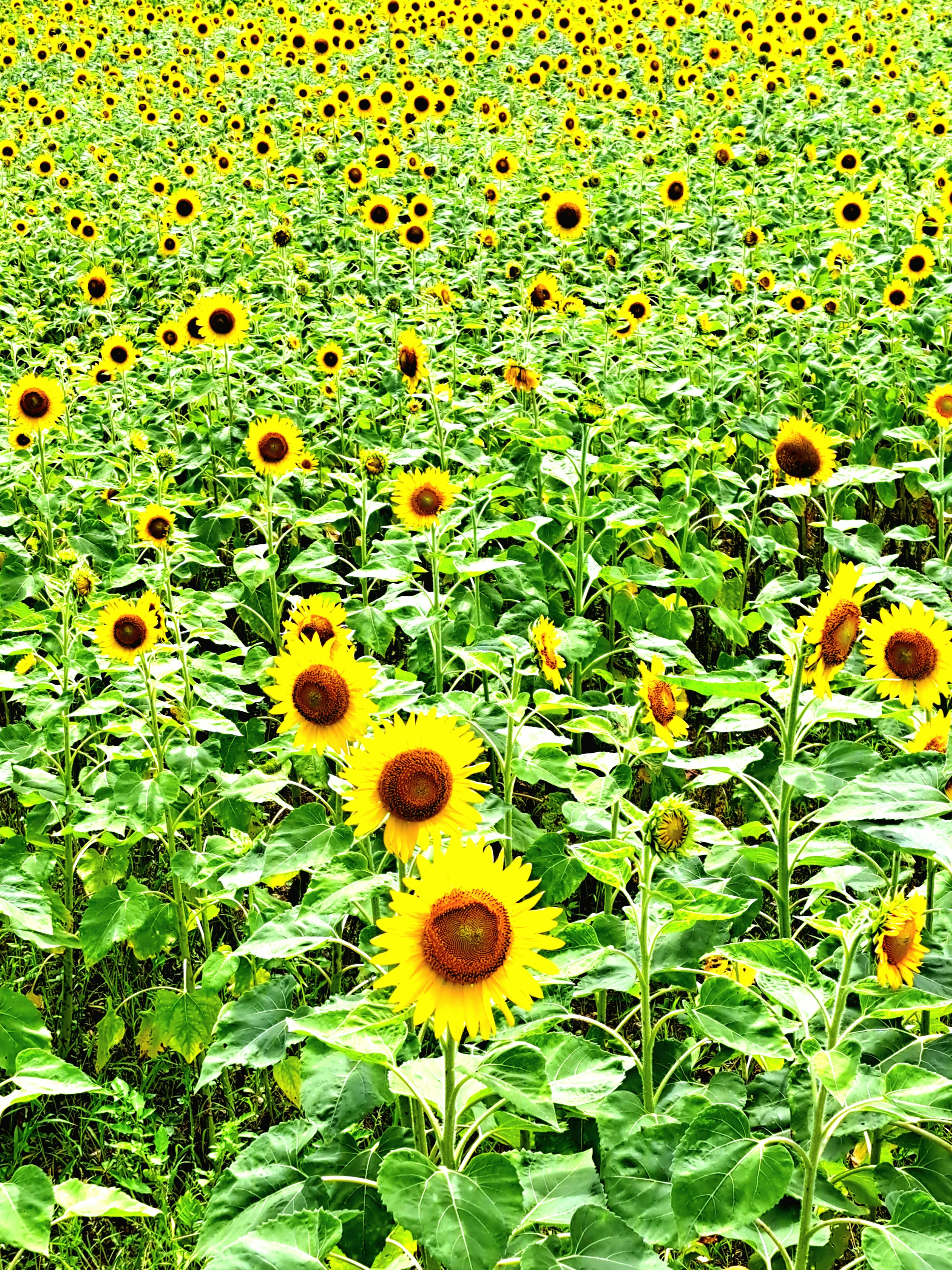 Amplio campo de girasoles con numerosas flores amarillas en flor