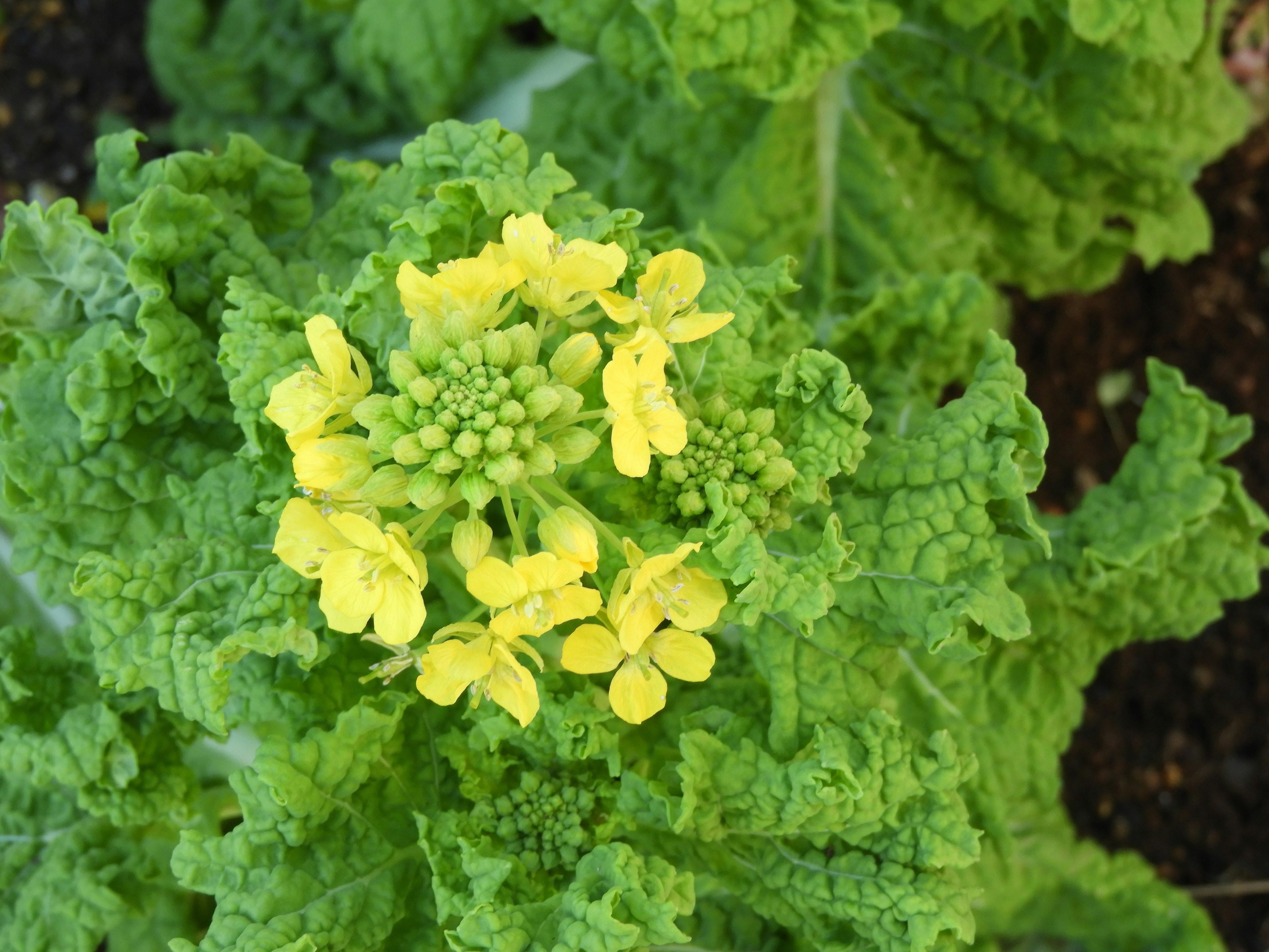 Nahaufnahme eines grünen Blattgemüses mit gelben Blumen