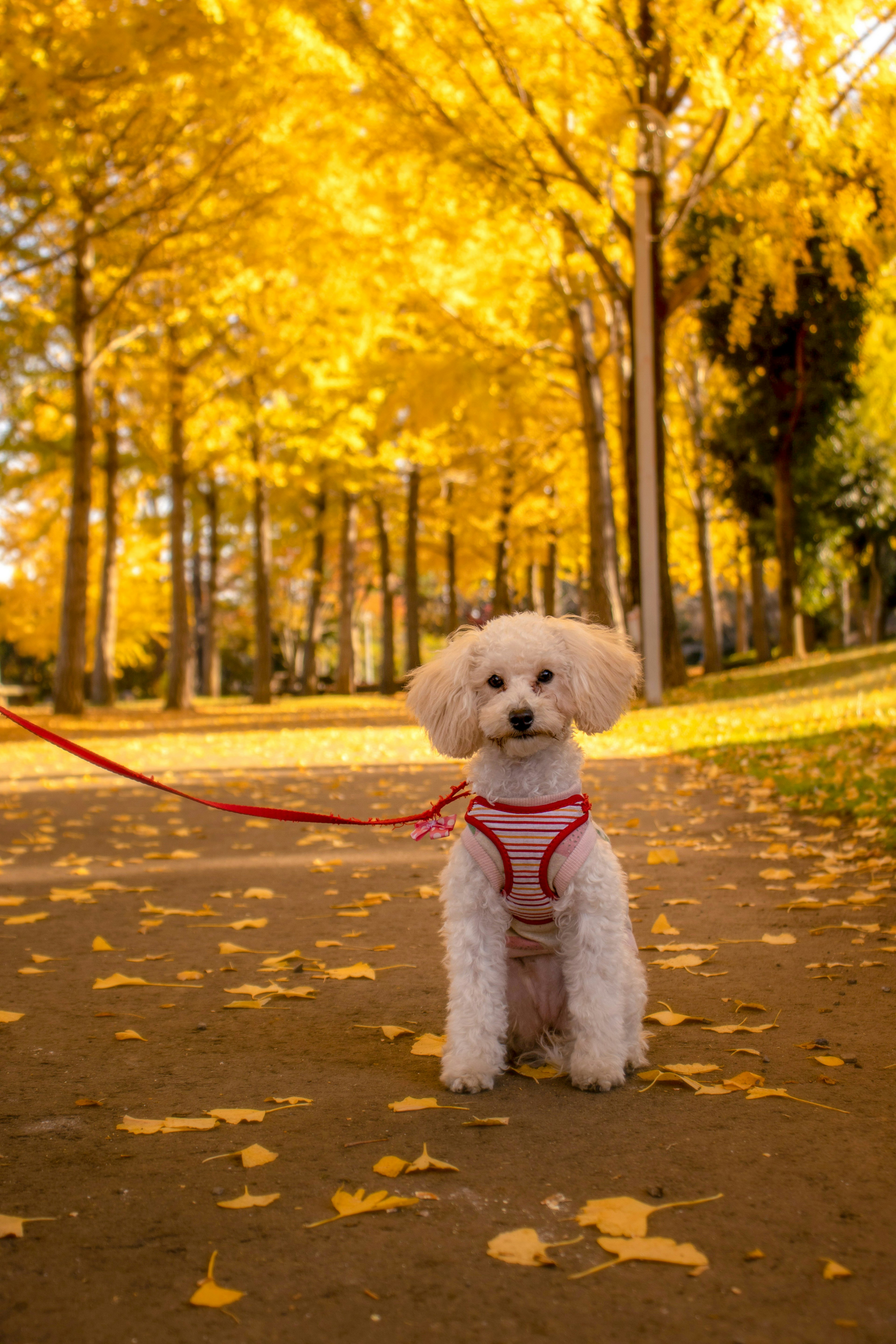 Weißer Hund sitzt auf einem Weg, umgeben von gelben Herbstblättern