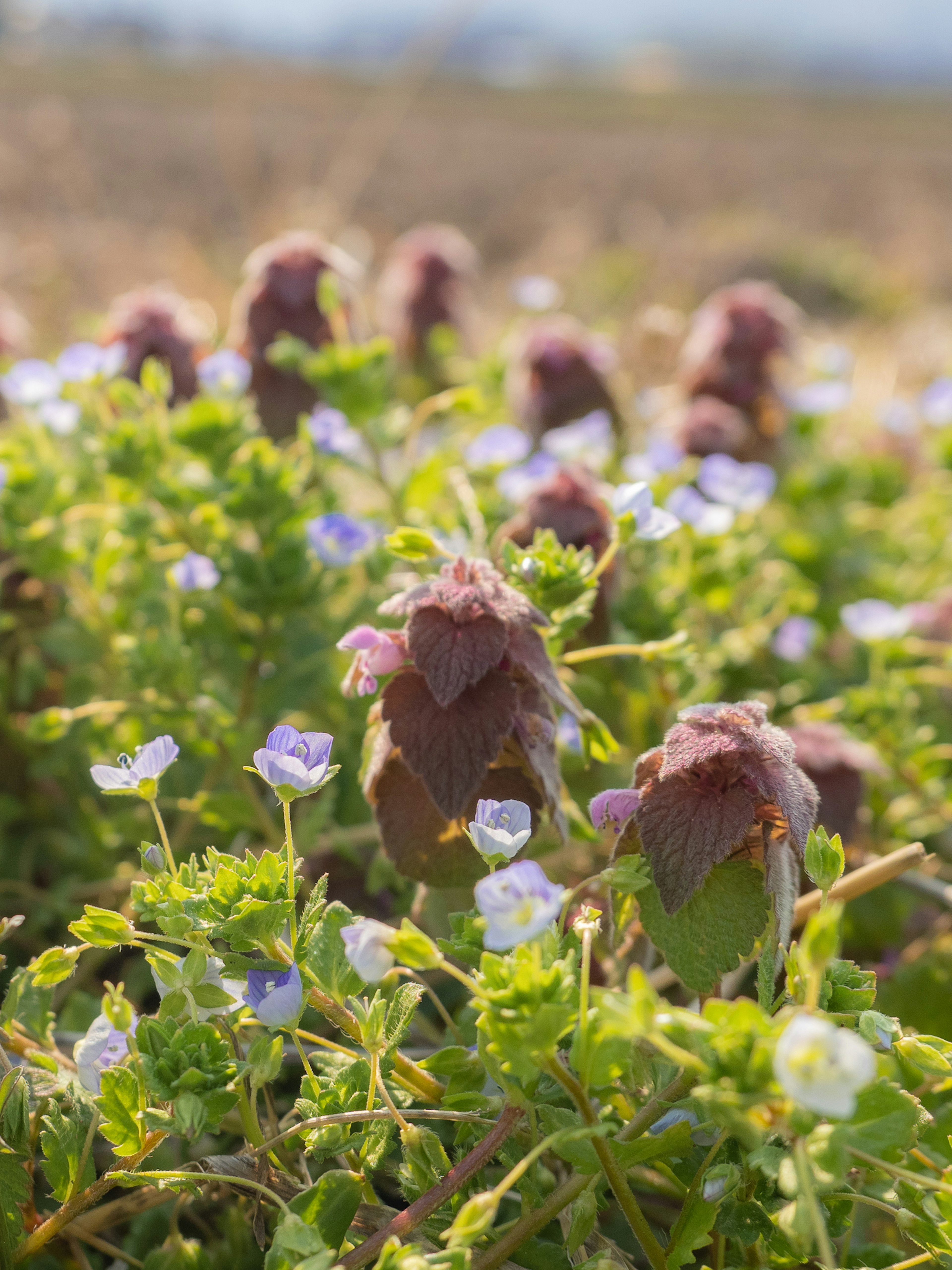 Plants with purple flowers and green leaves in a beautiful landscape