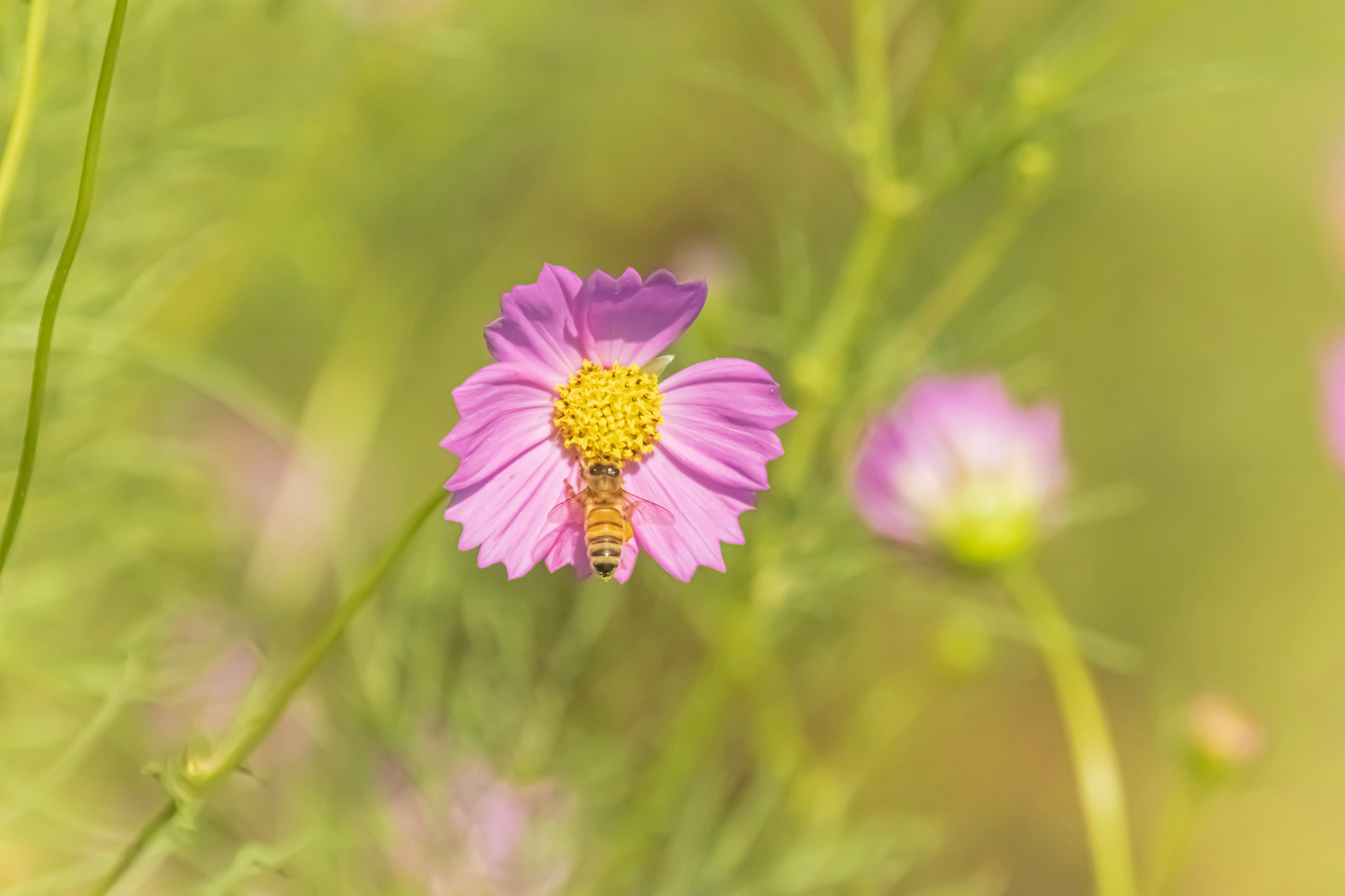 Primo piano di un'ape che raccoglie nettare da un fiore rosa