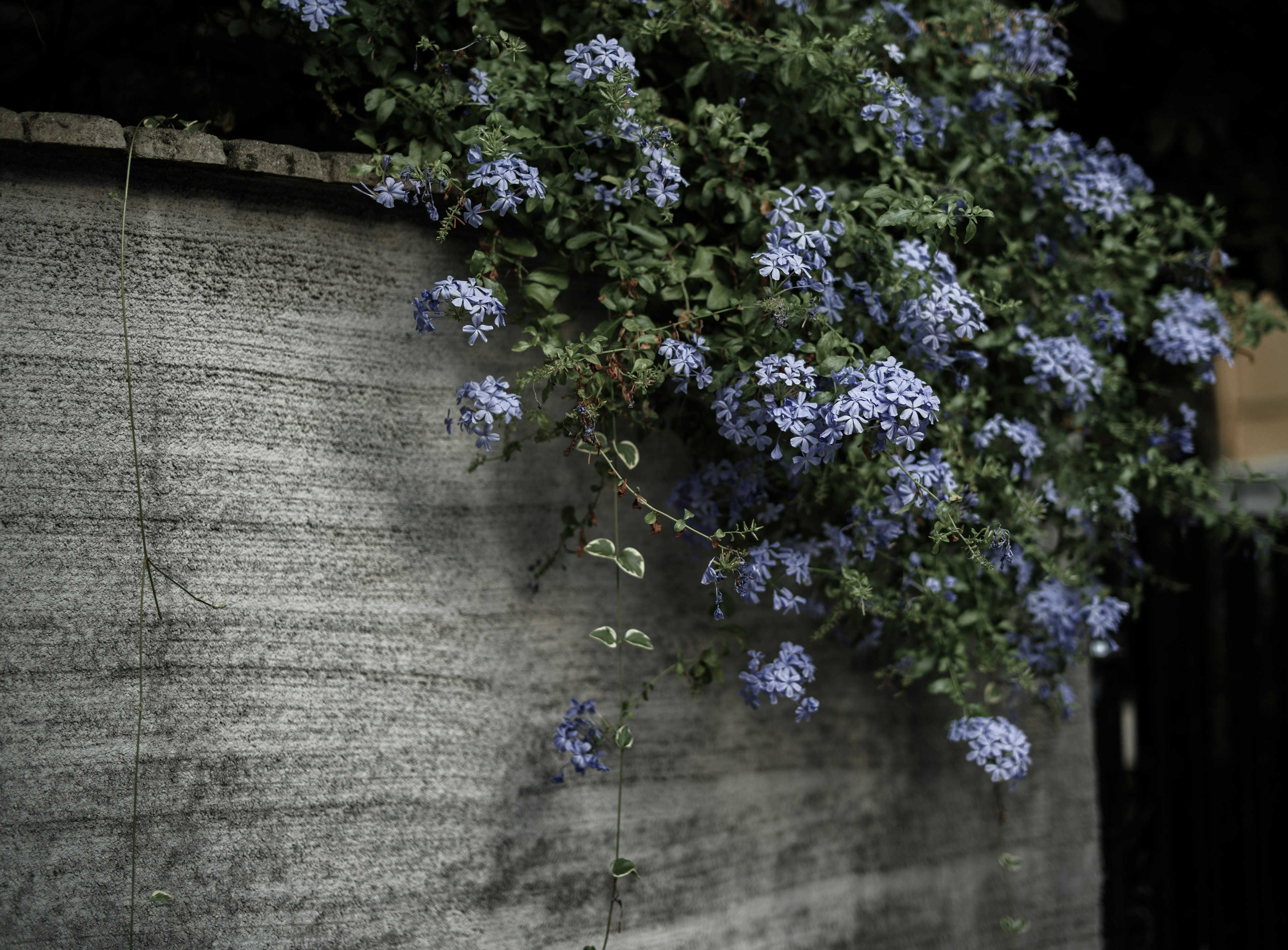 青い花が咲いている緑の植物が灰色の壁に沿って成長している