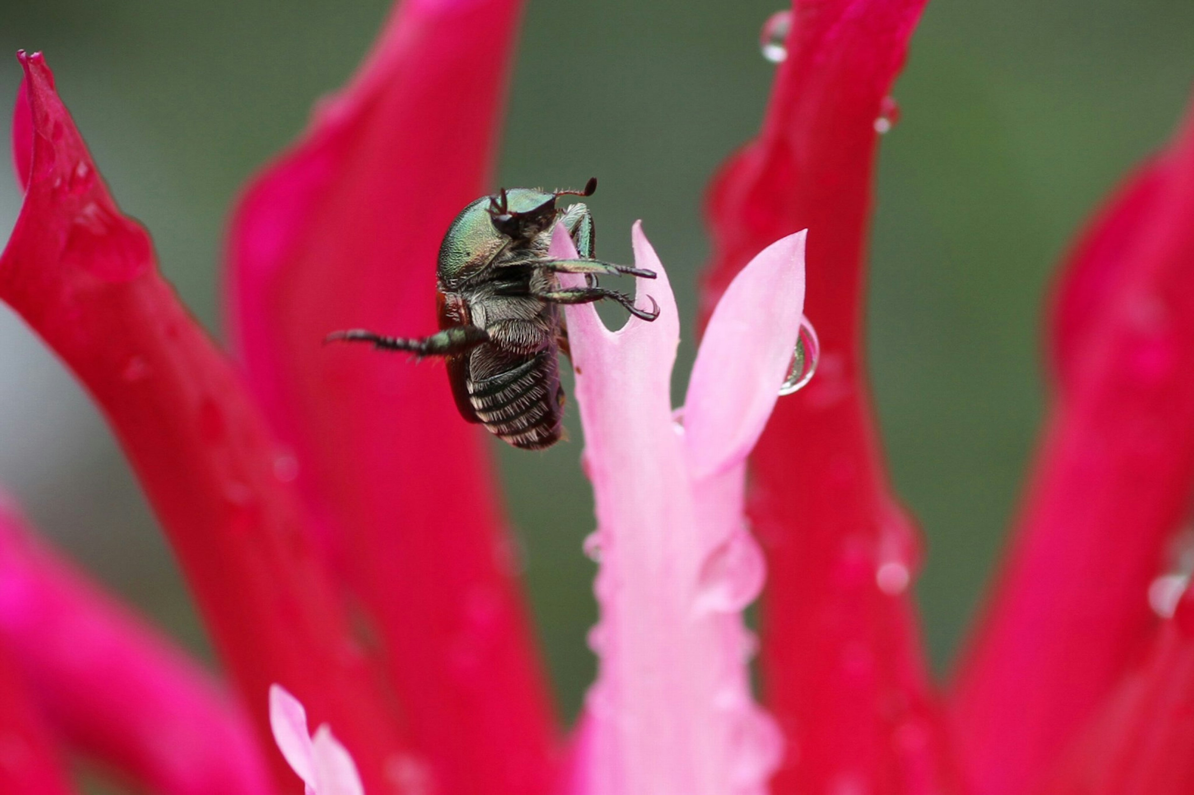 A green insect perched on vibrant red flower petals