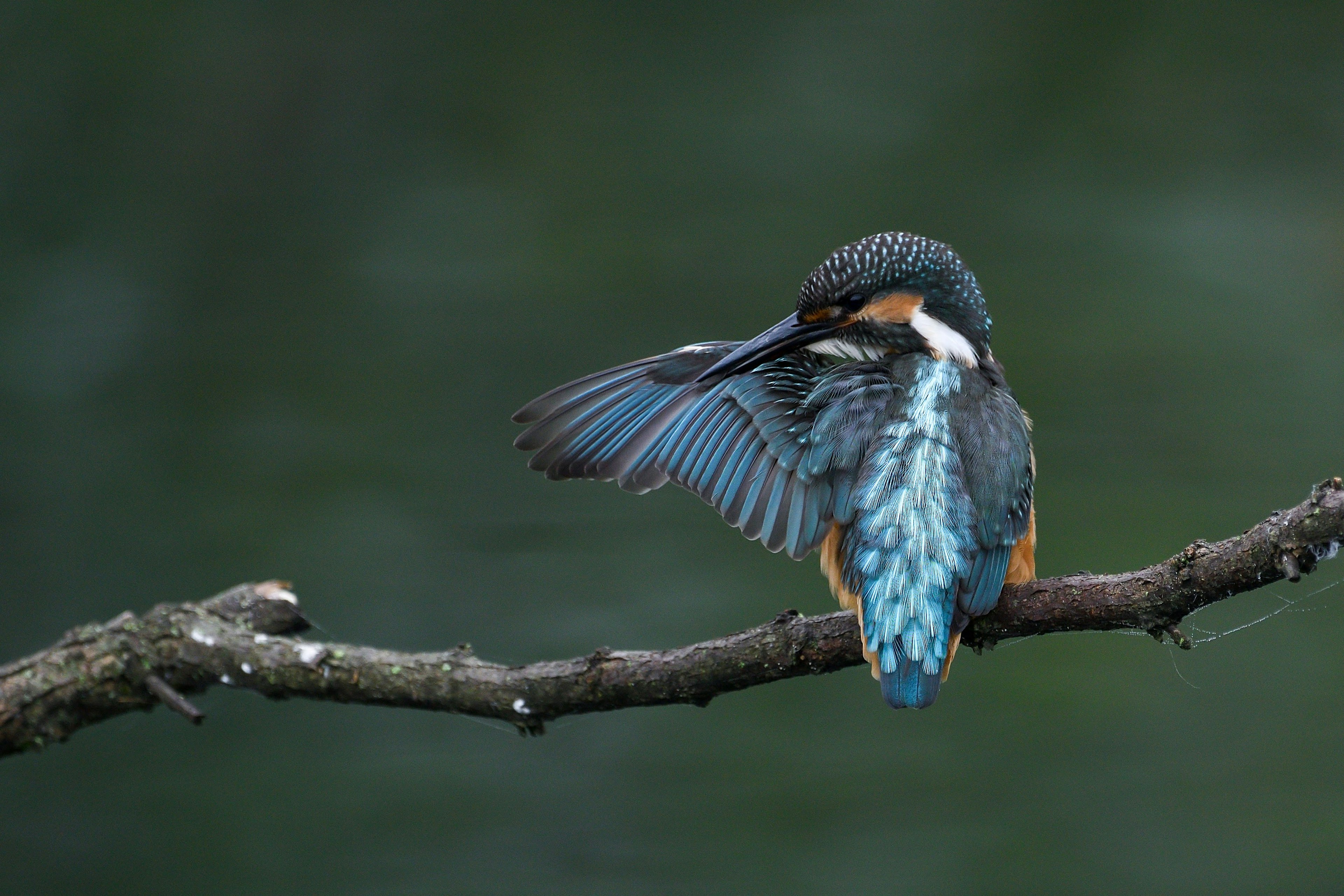 Un martinete con plumas azules posado en una rama