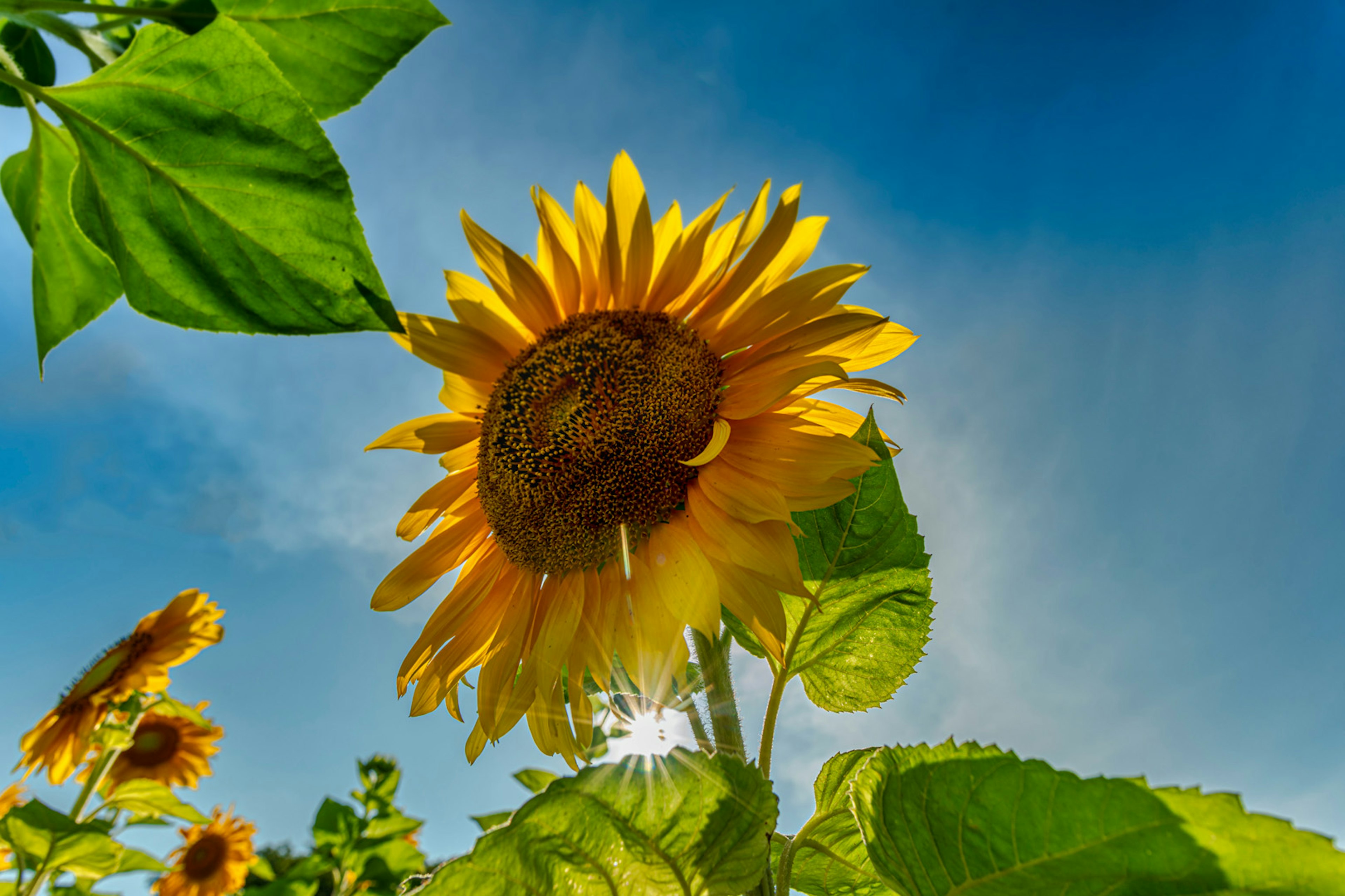 Tournesol jaune vif faisant face au soleil sur fond de ciel bleu