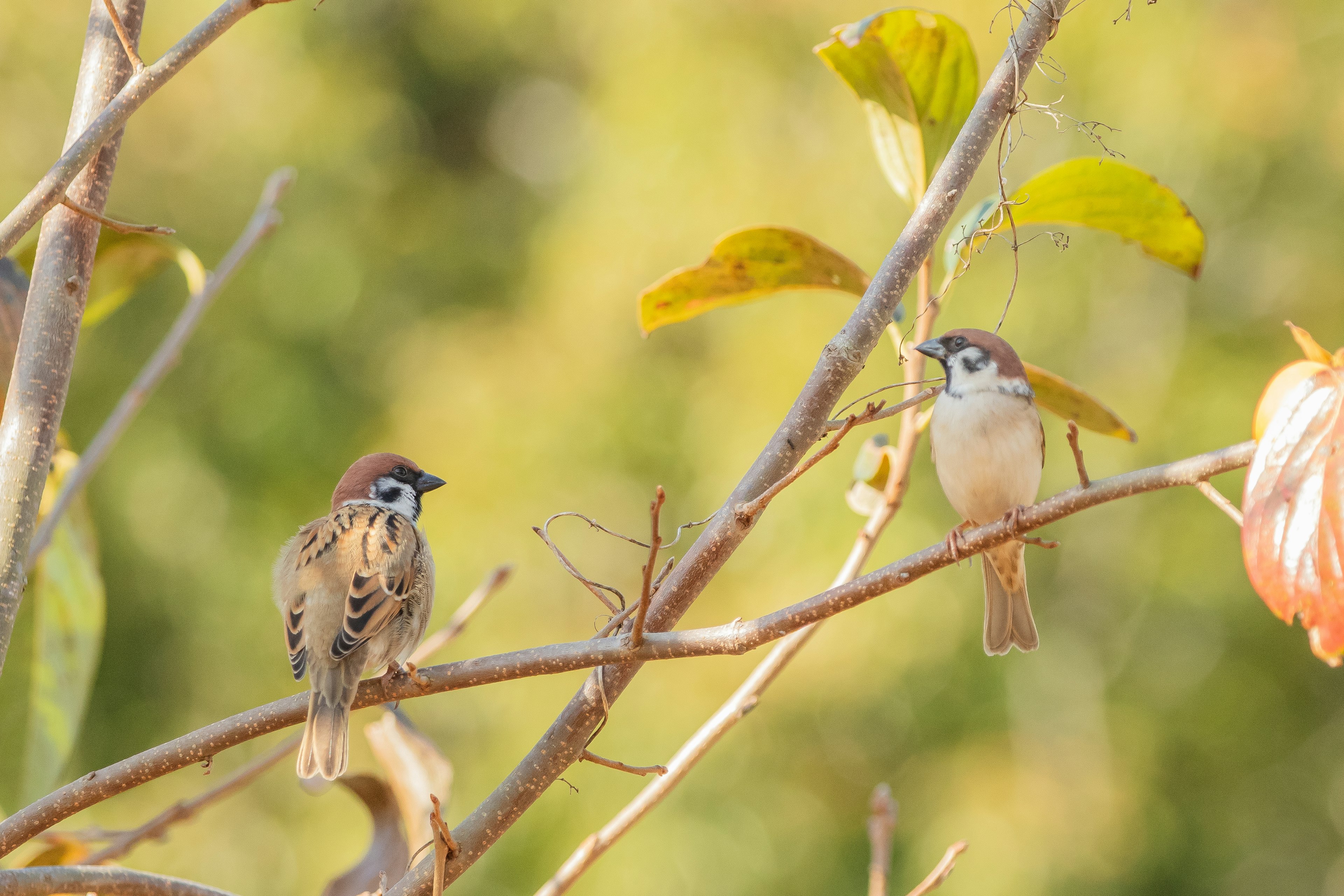 Dua burung pipit bertengger di cabang dengan latar belakang hijau kabur