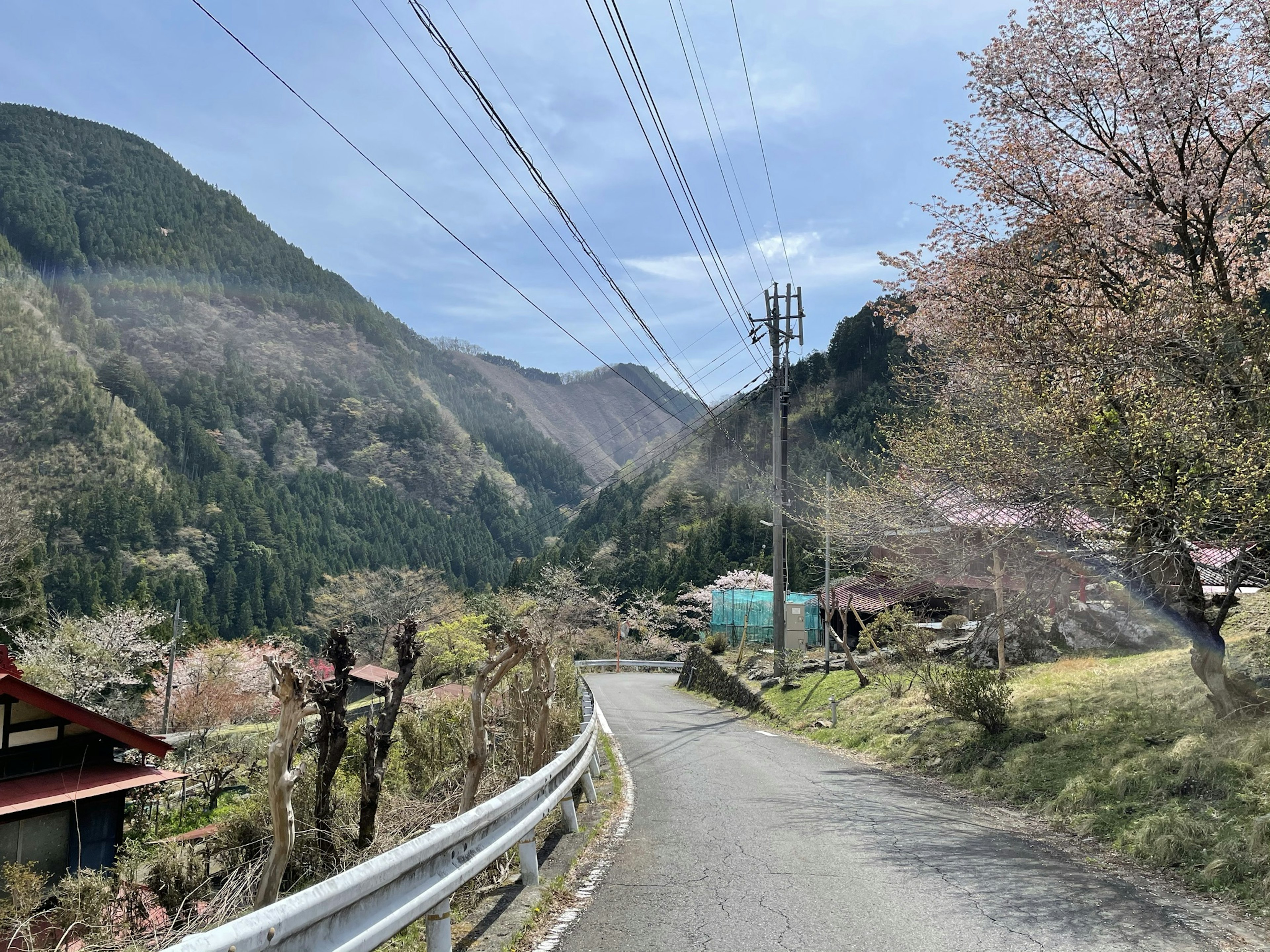 Camino rural bordeado de cerezos en flor y líneas eléctricas rodeado de montañas