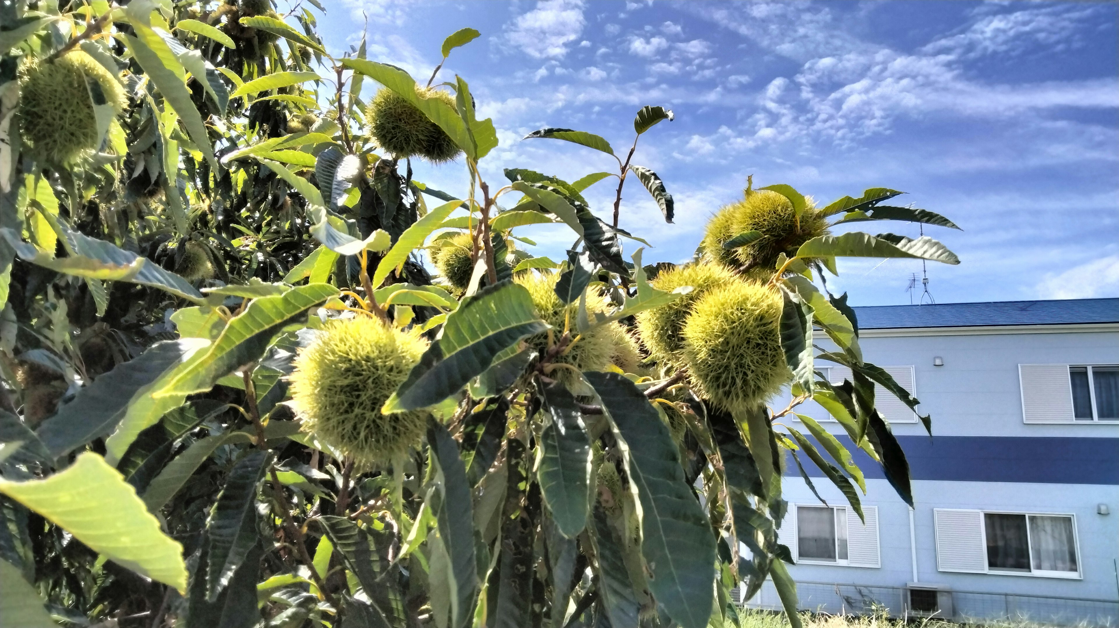 Photo of a chestnut tree with green leaves and chestnuts