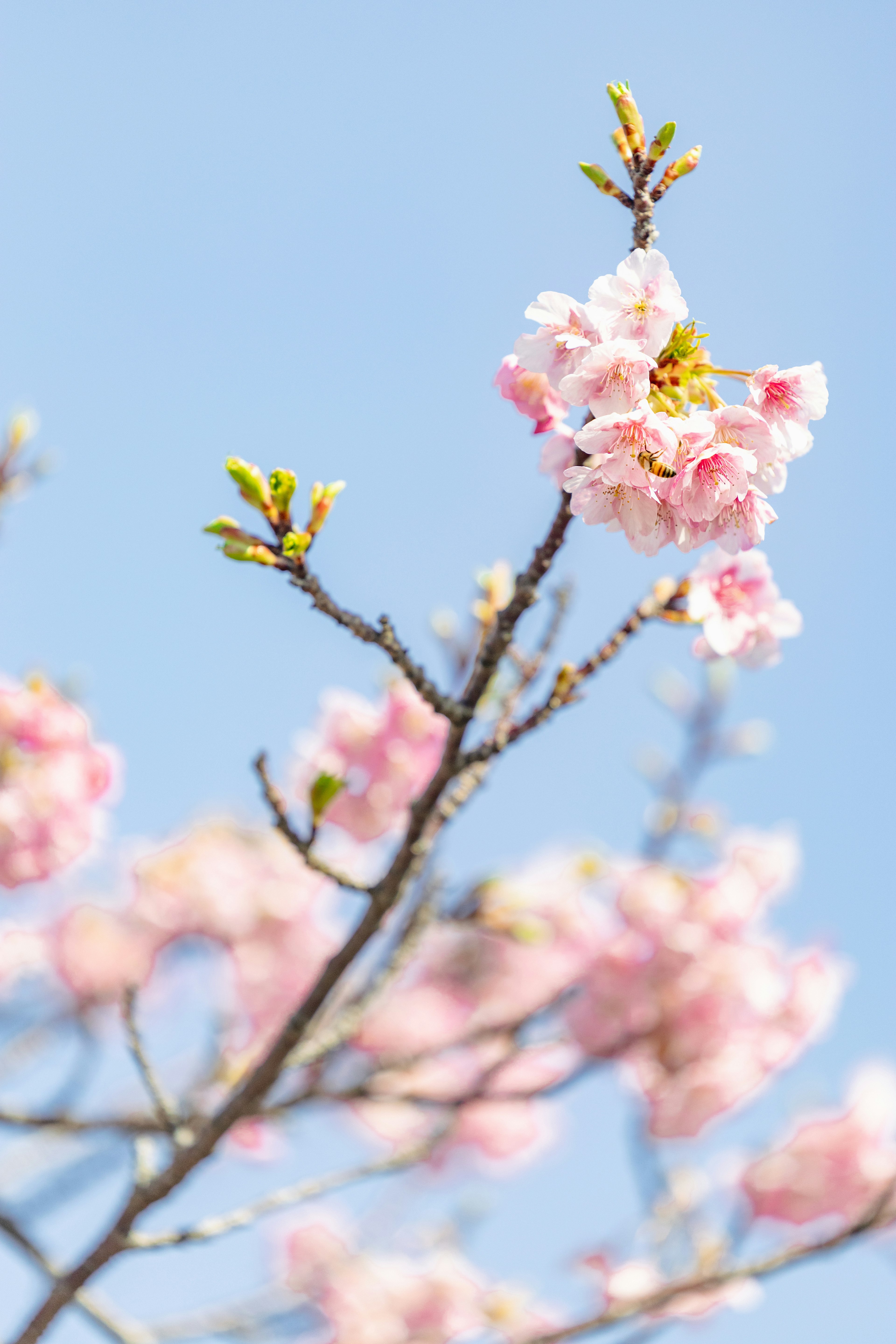 Fleurs de cerisier en fleurs sous un ciel bleu avec des feuilles vertes fraîches