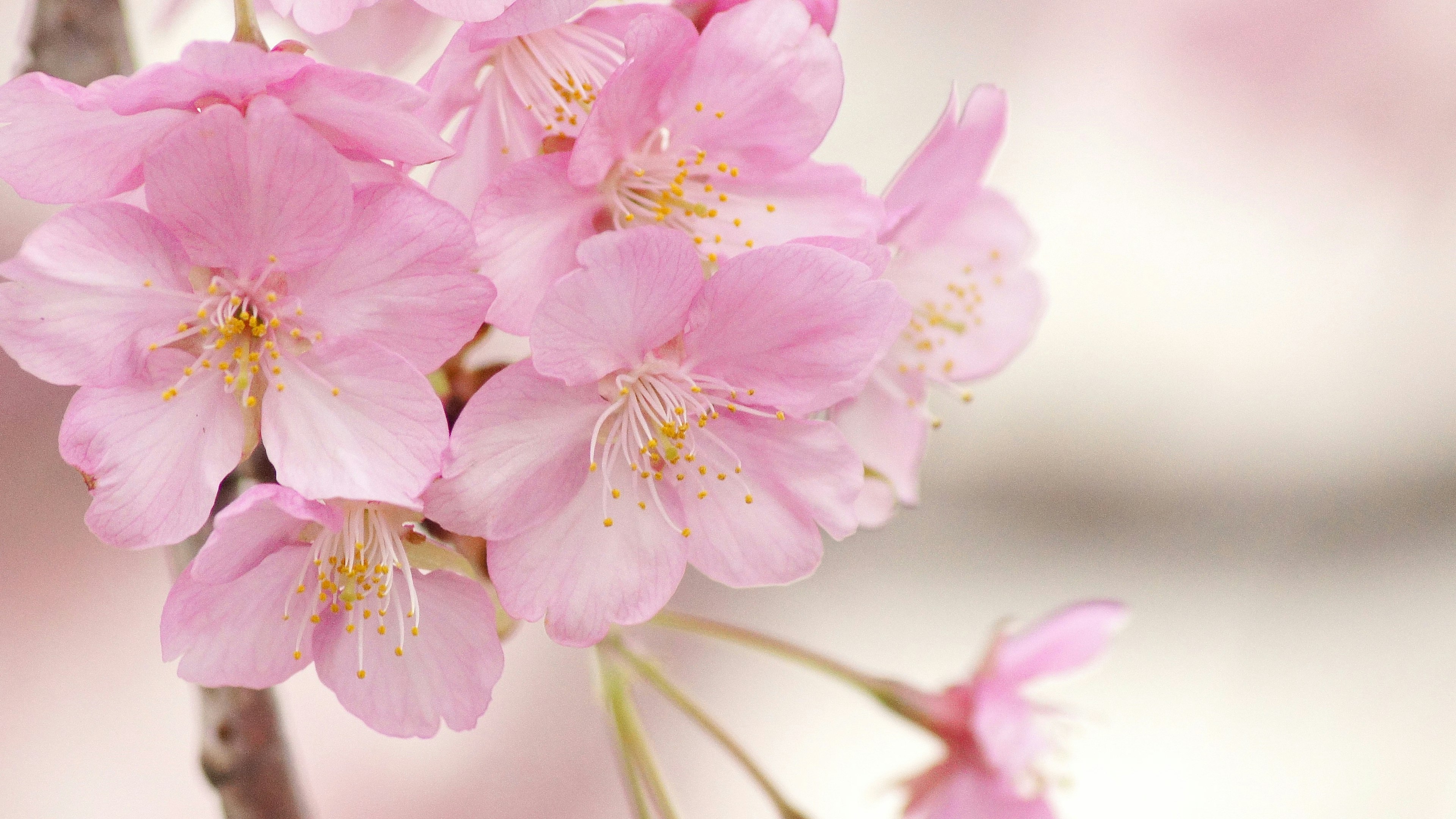 淡いピンクの桜の花が咲いている様子