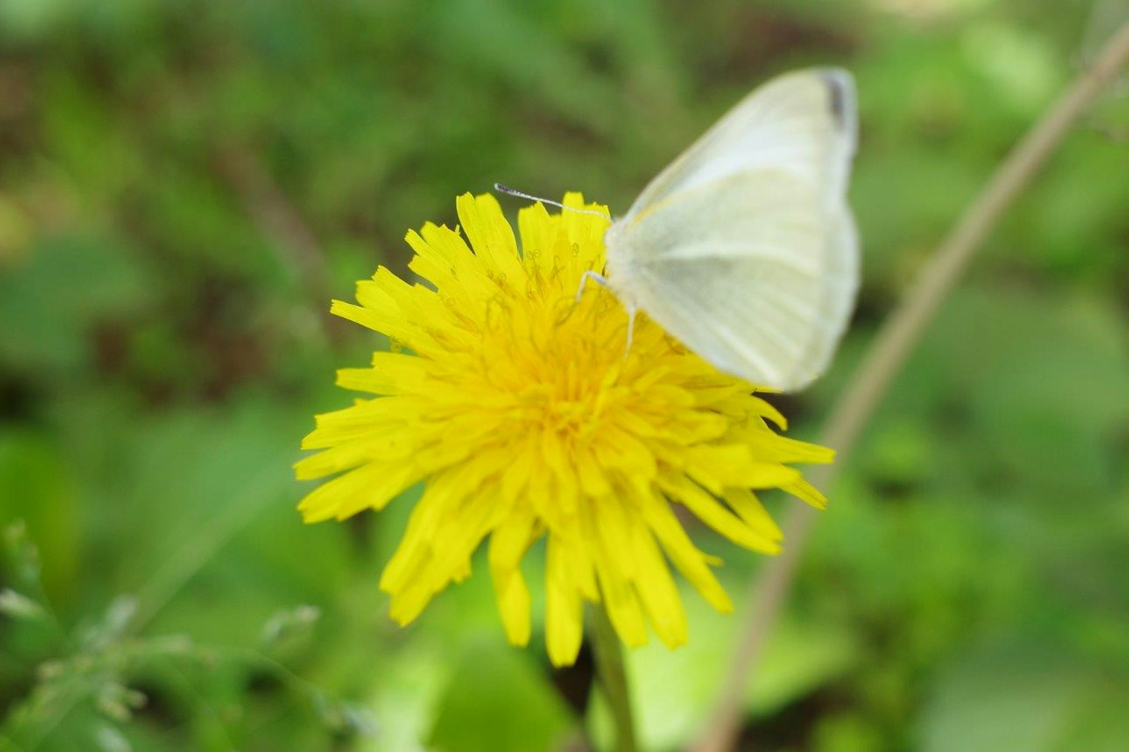 Ein weißer Schmetterling, der auf einer gelben Löwenzahnblüte sitzt