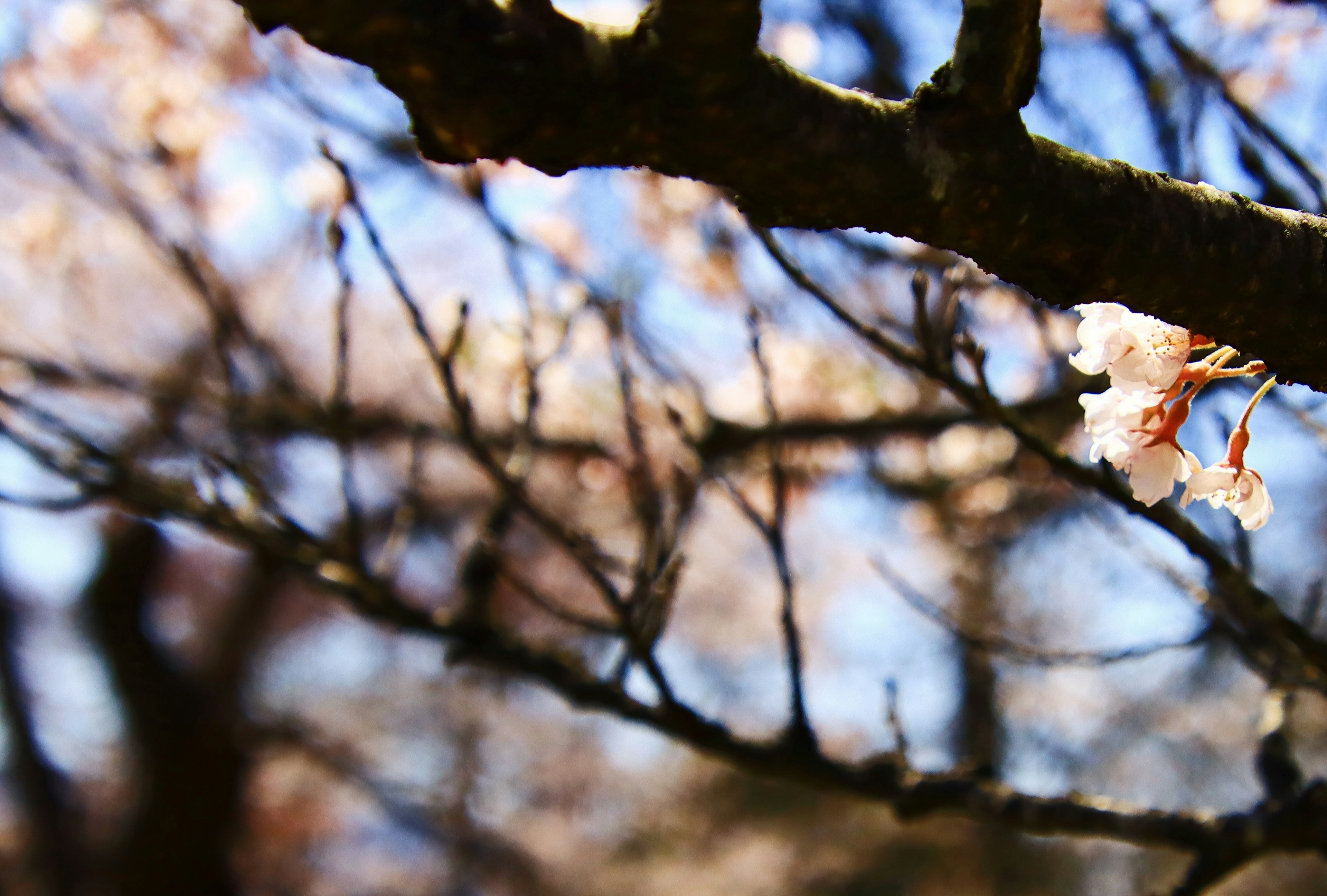 Close-up bunga sakura di cabang pohon