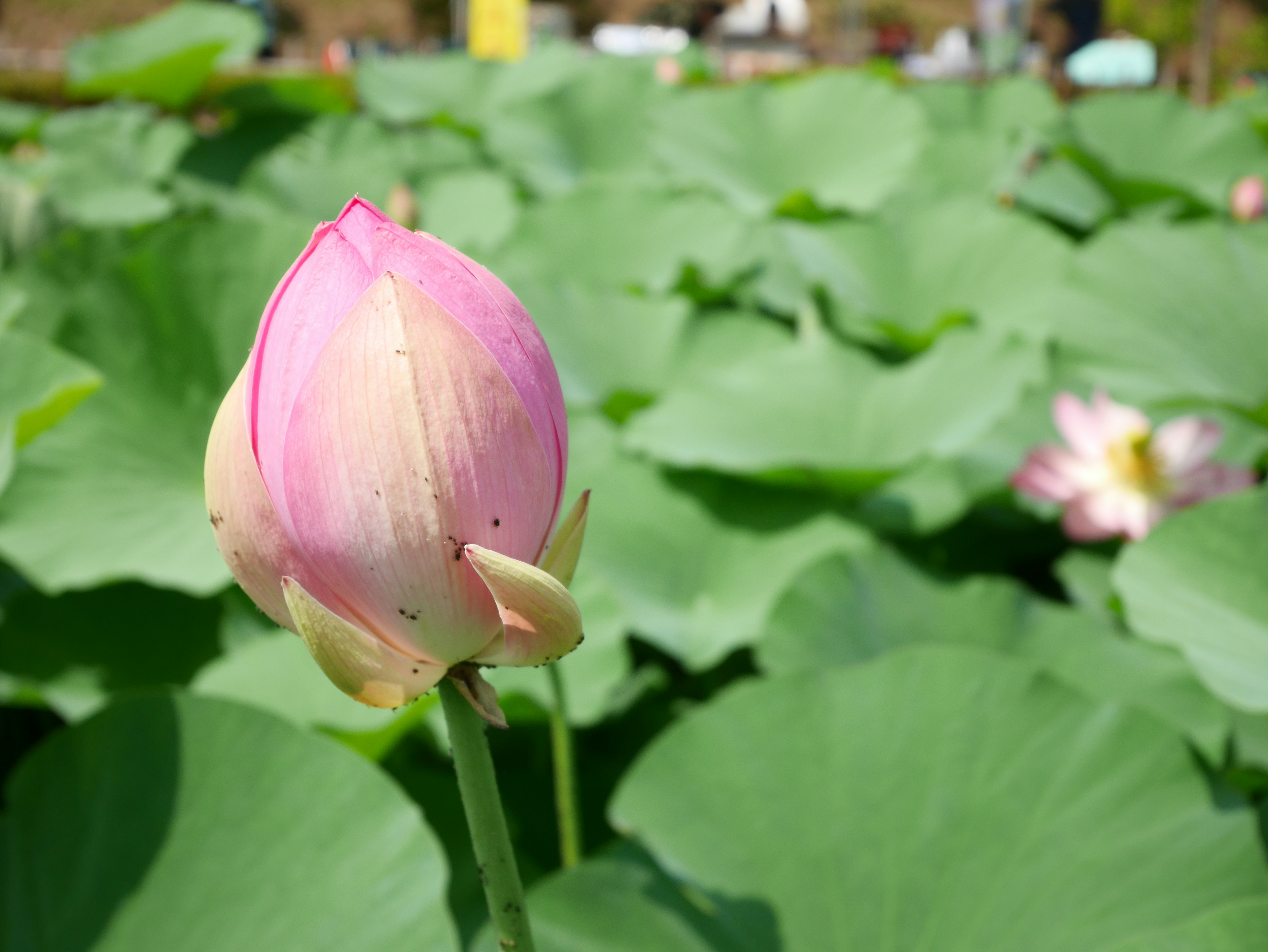 Pink lotus bud among green leaves on the water surface