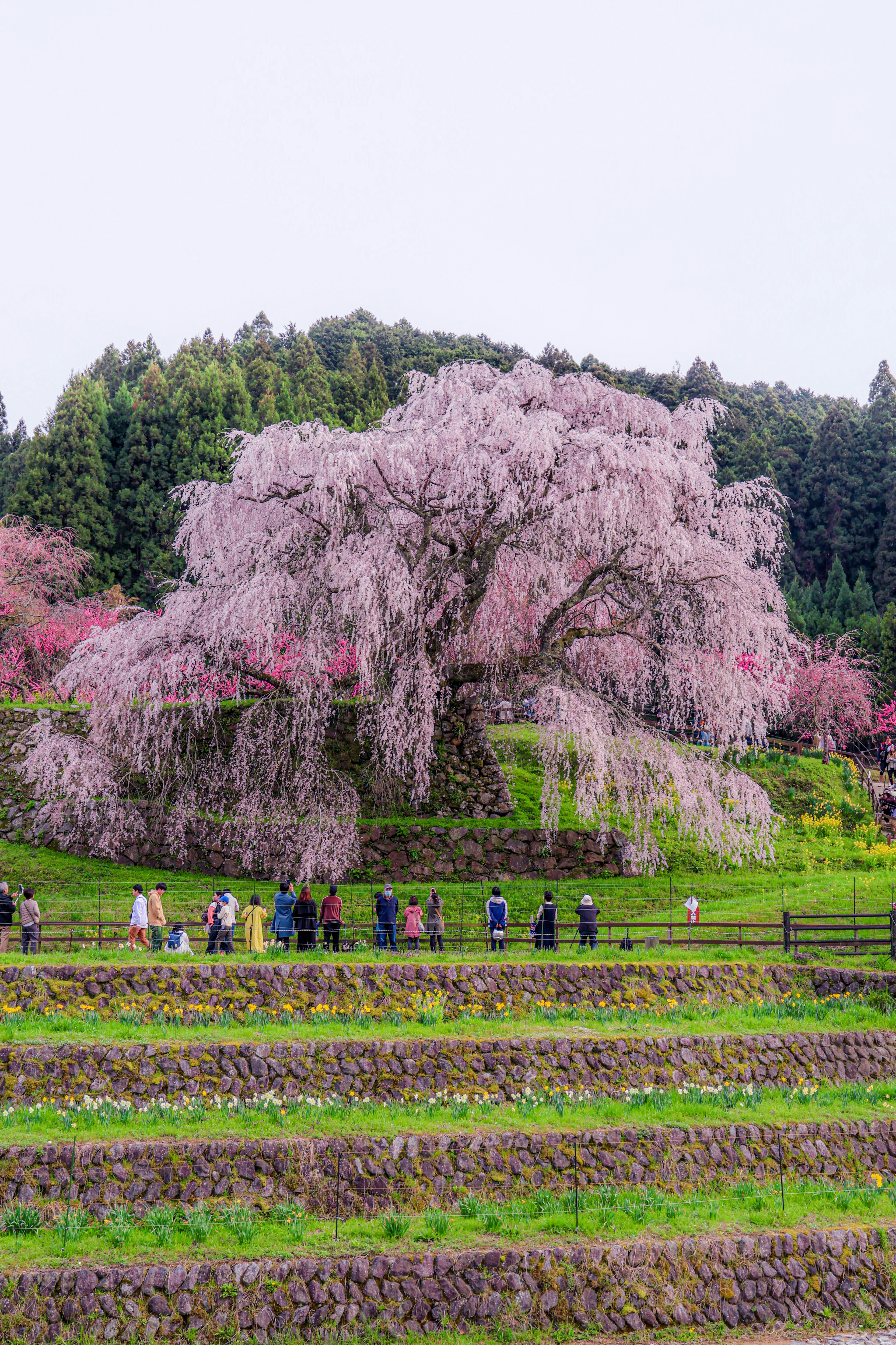 美しい桜の木と緑の田んぼが広がる風景