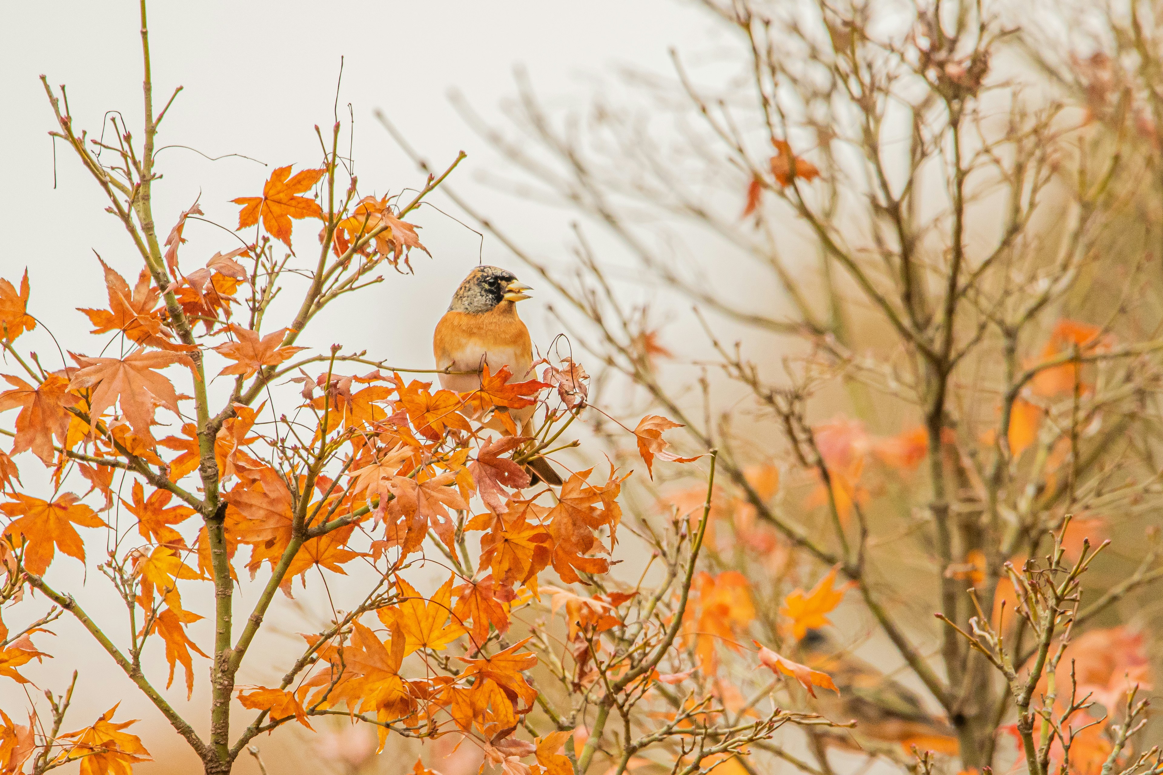 Ein kleiner Vogel auf leuchtend orangefarbenen Herbstblättern