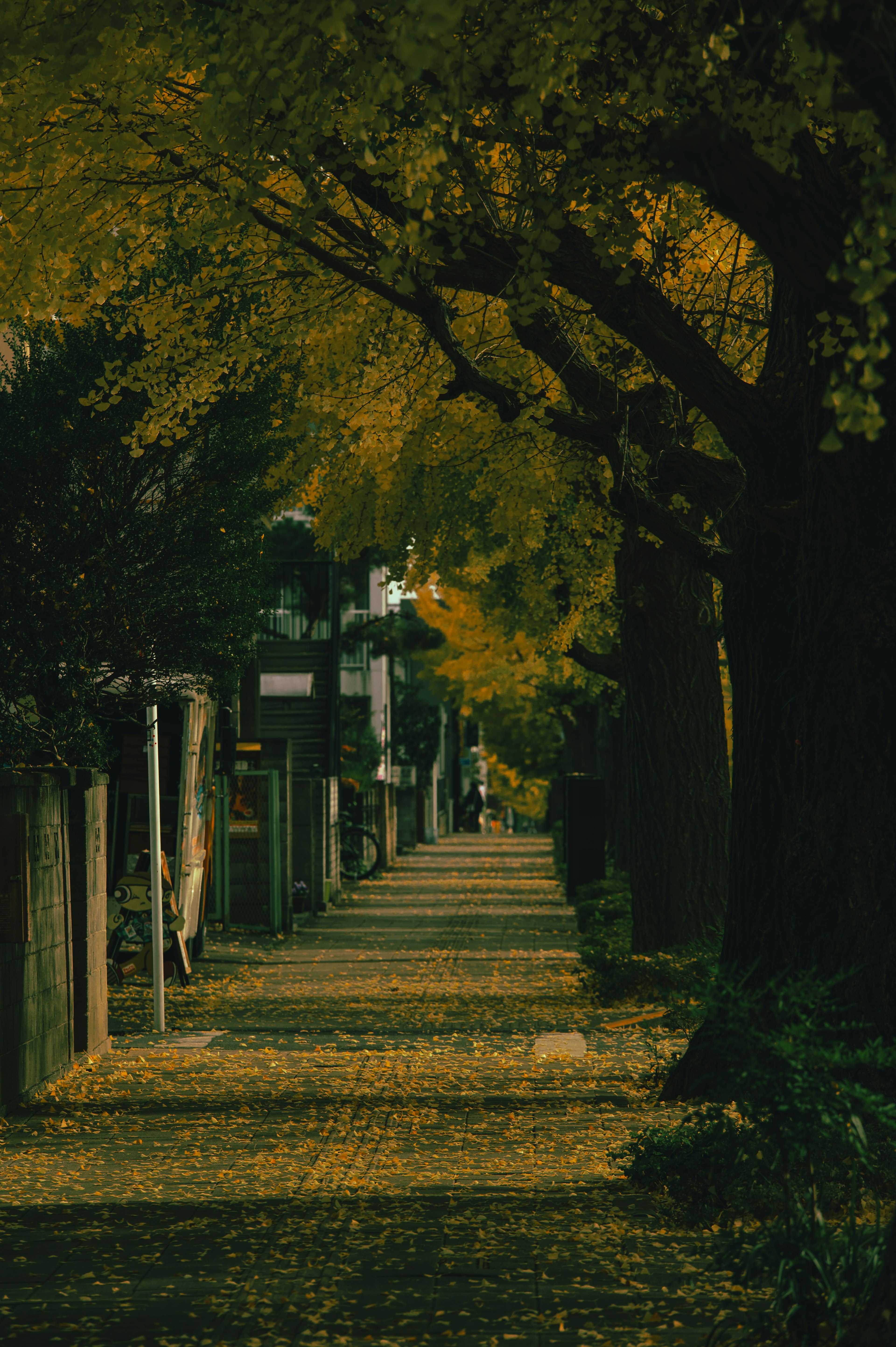 A serene autumn pathway lined with trees and fallen leaves