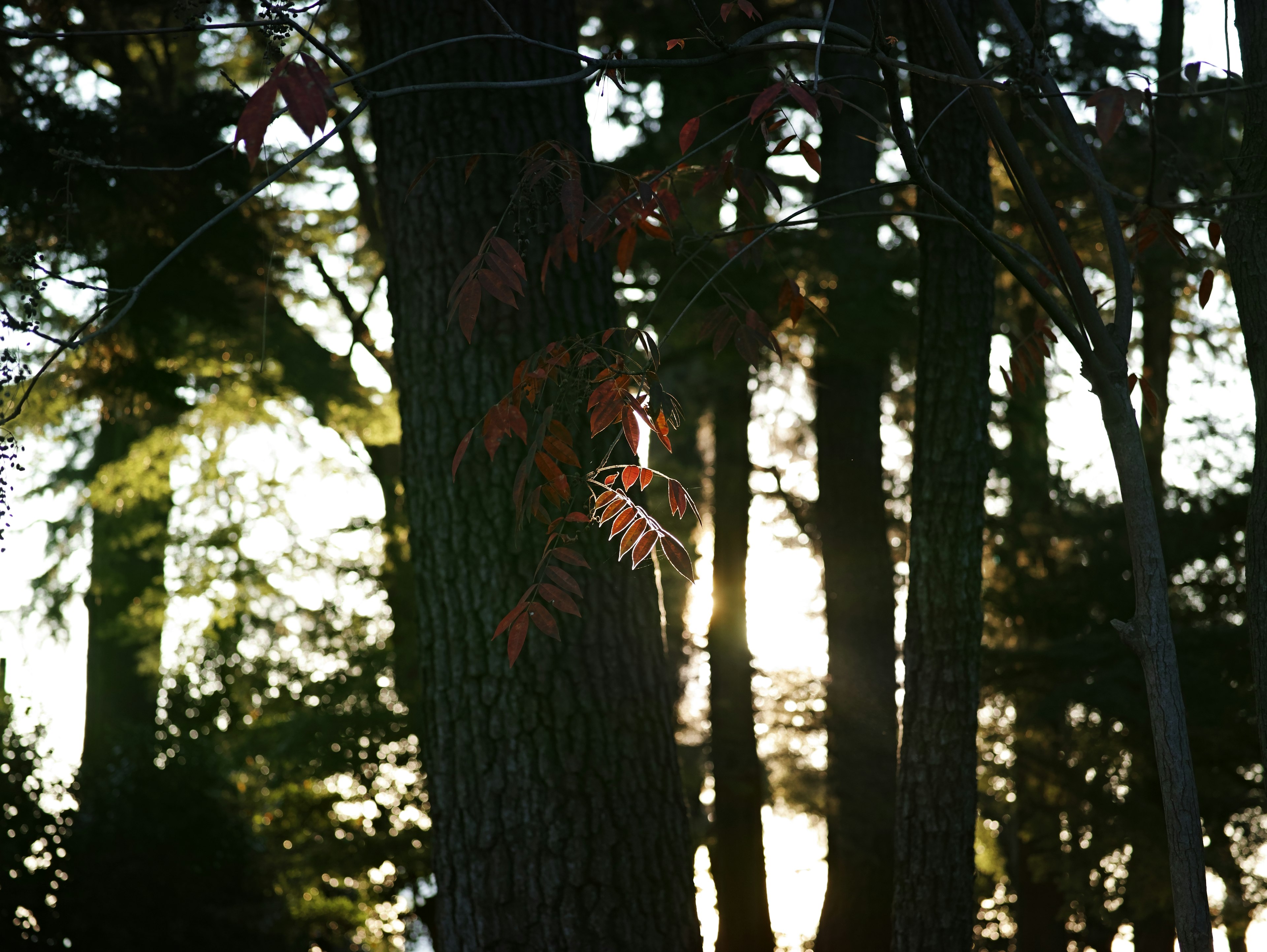 Red leaves swaying on a tree trunk with sunlight in the background