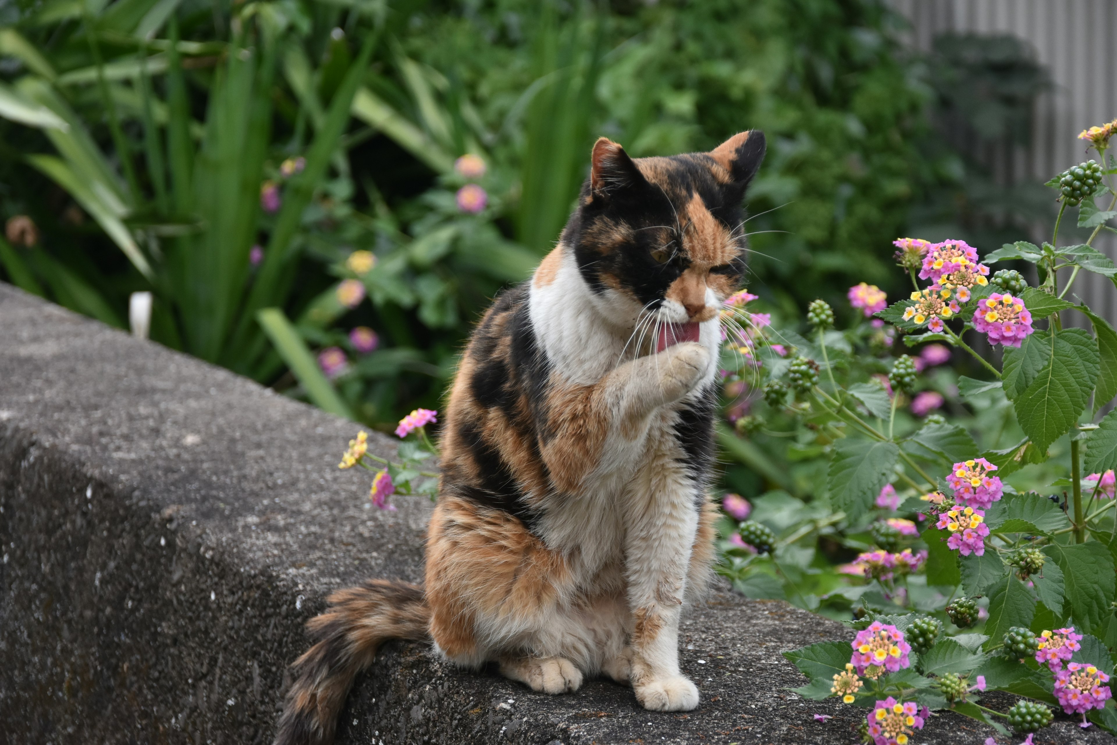 花の前に座っている三毛猫が毛づくろいしている