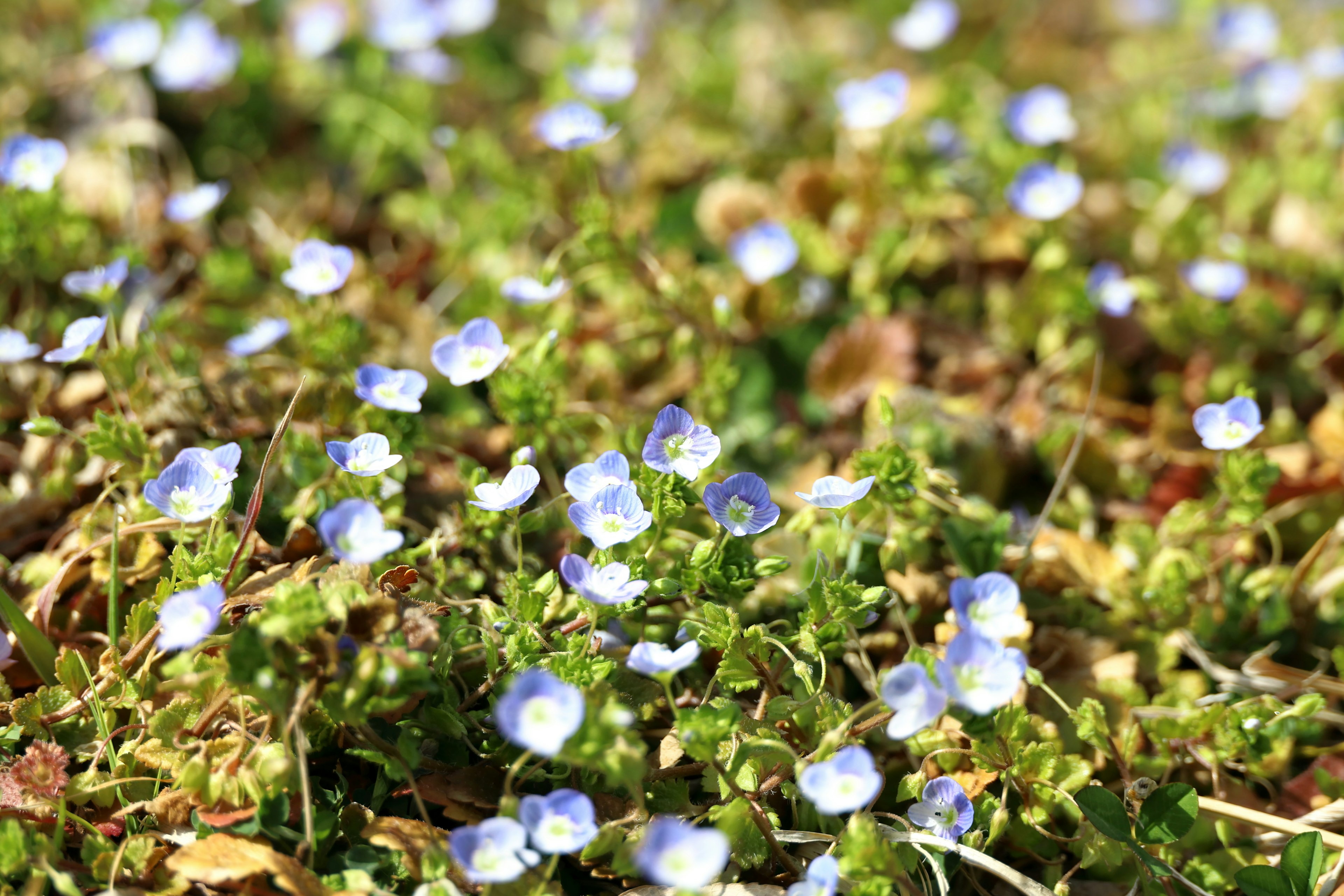 Un área verde con flores azules en flor