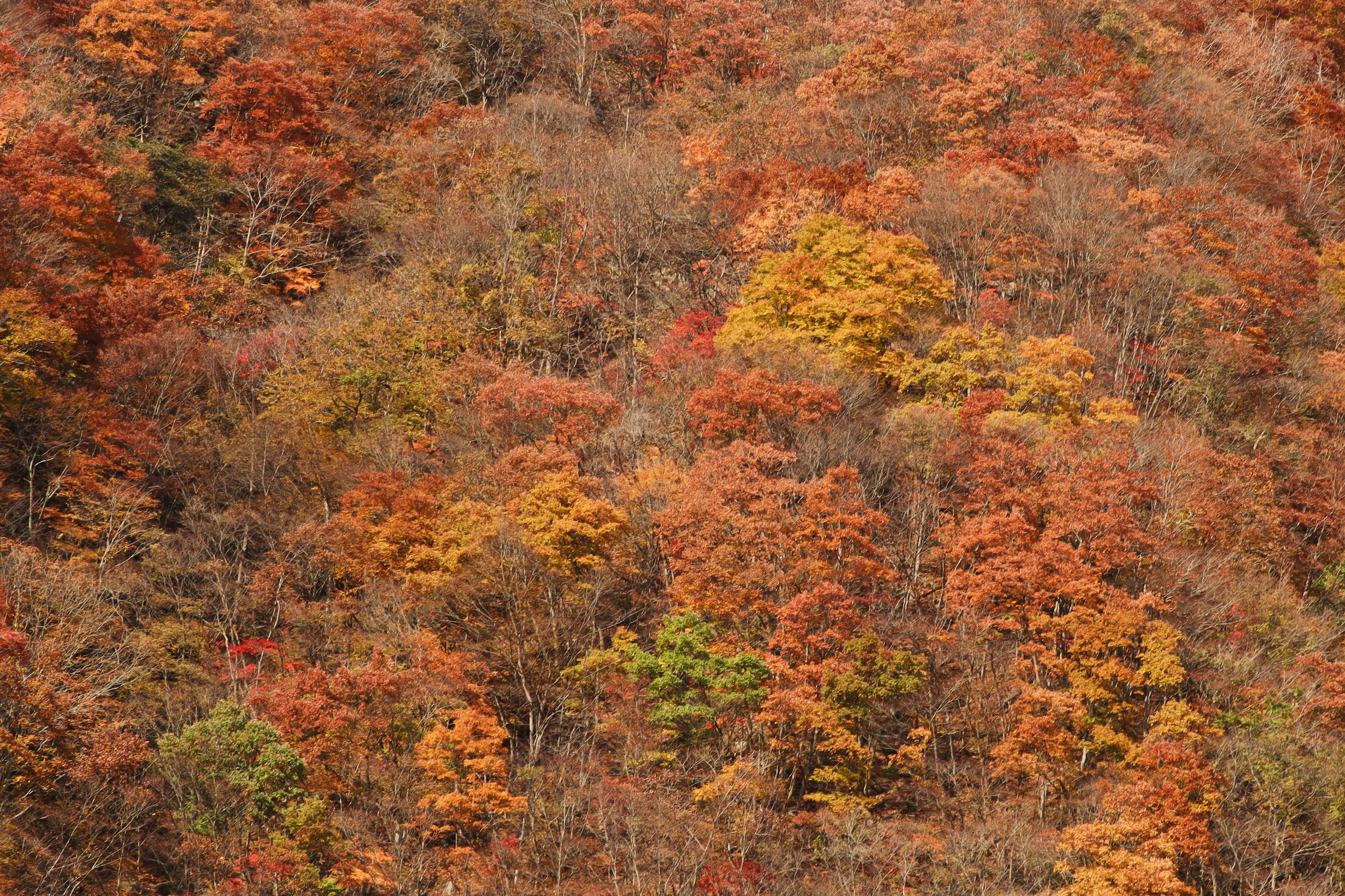 Waldlandschaft geschmückt mit Herbstlaub