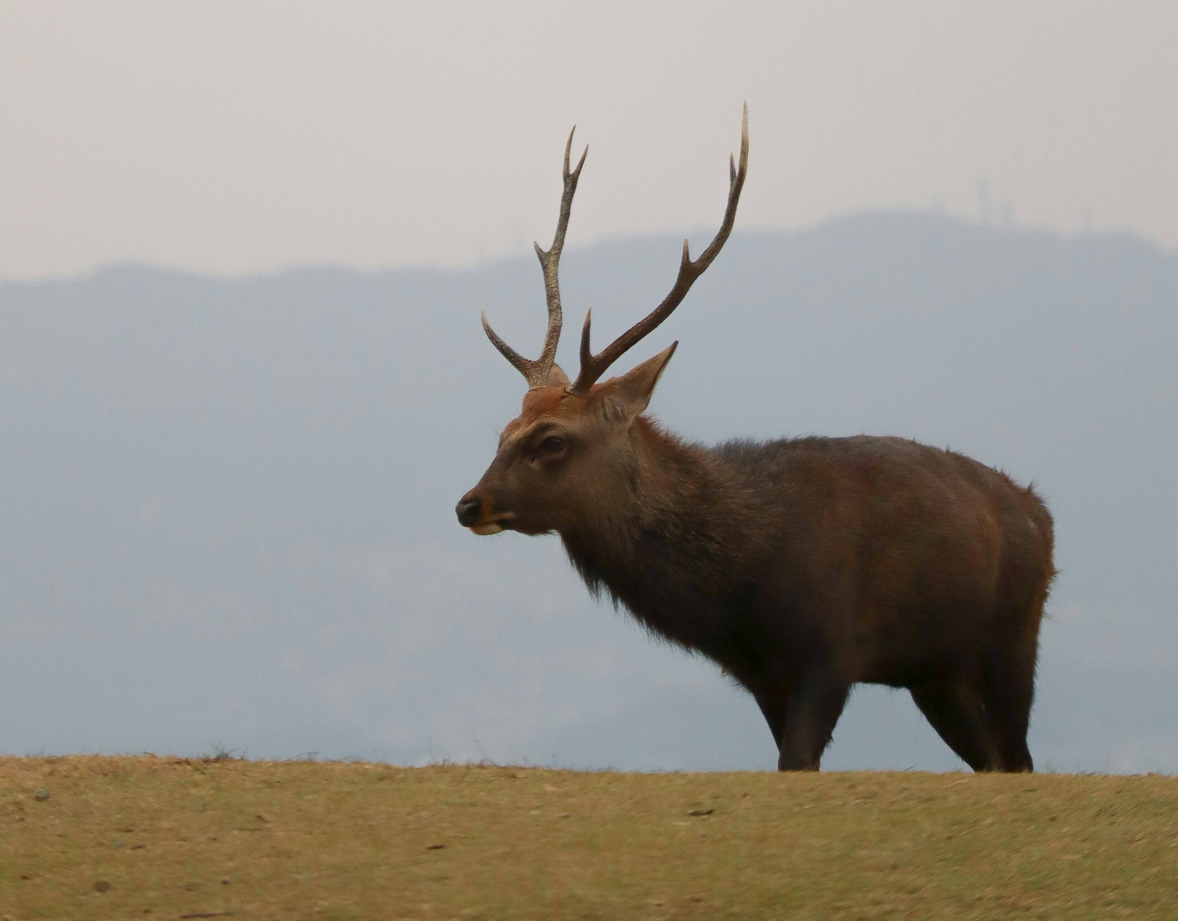 Cervo maestoso in piedi su una pianura erbosa