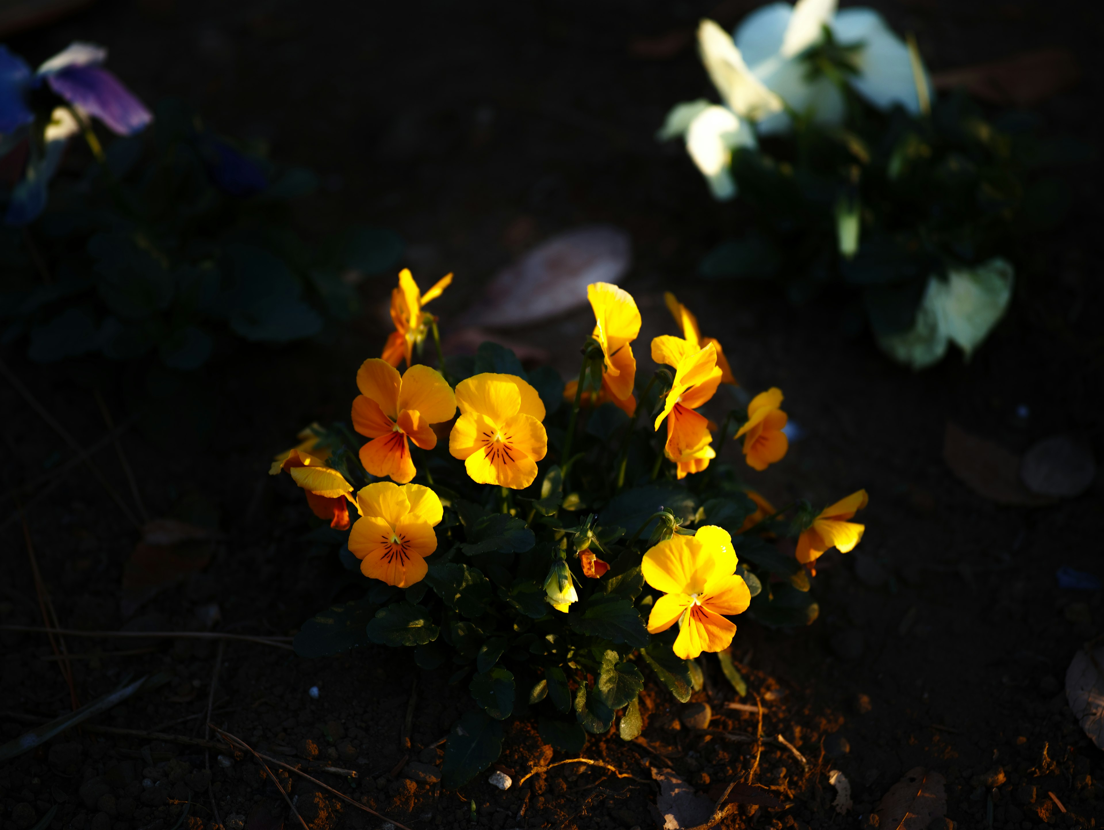 Bright yellow viola flowers stand out against a dark background