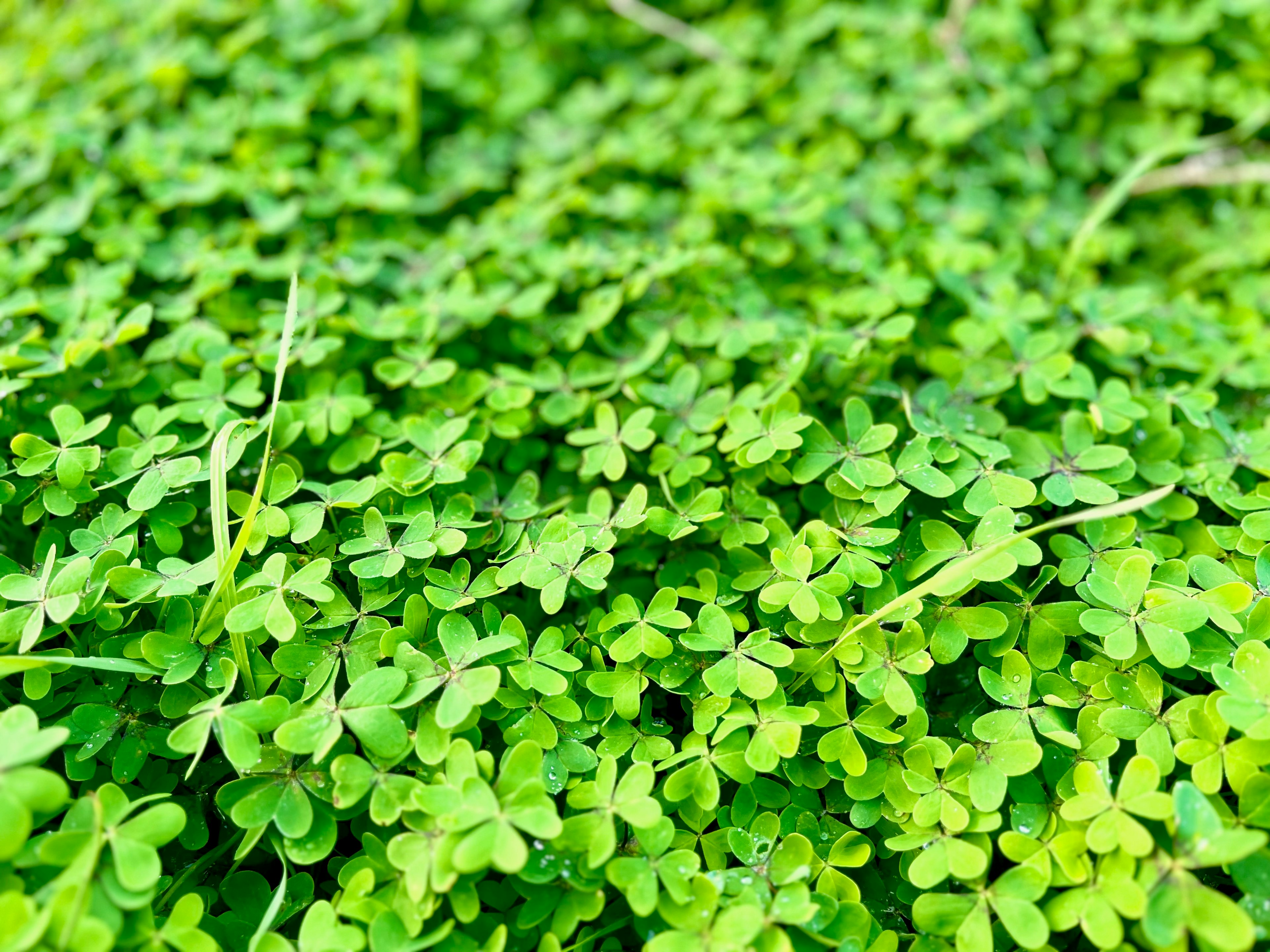 Un denso manto de pequeñas hojas de trébol verde