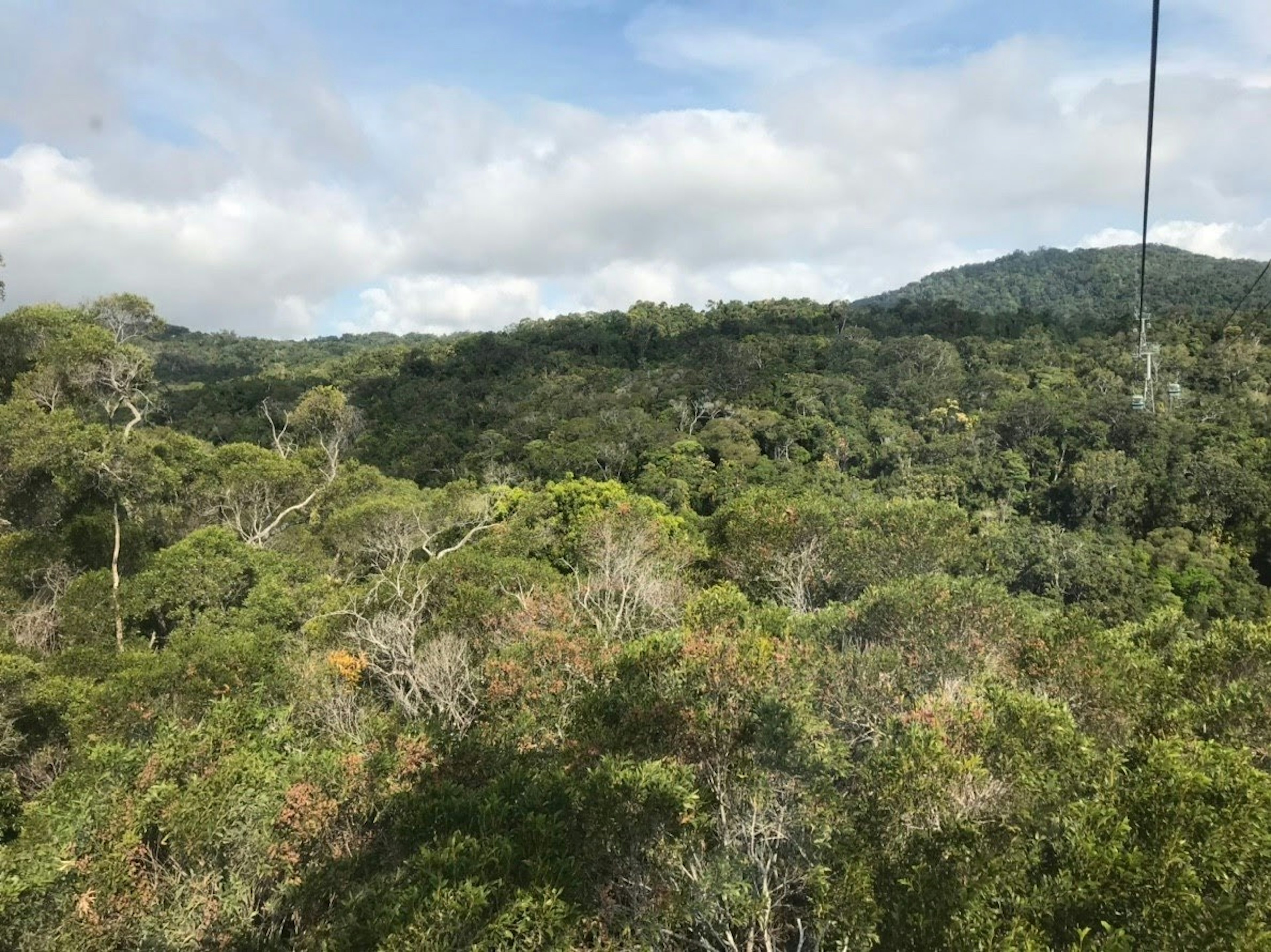 Lush forest landscape with distant mountains