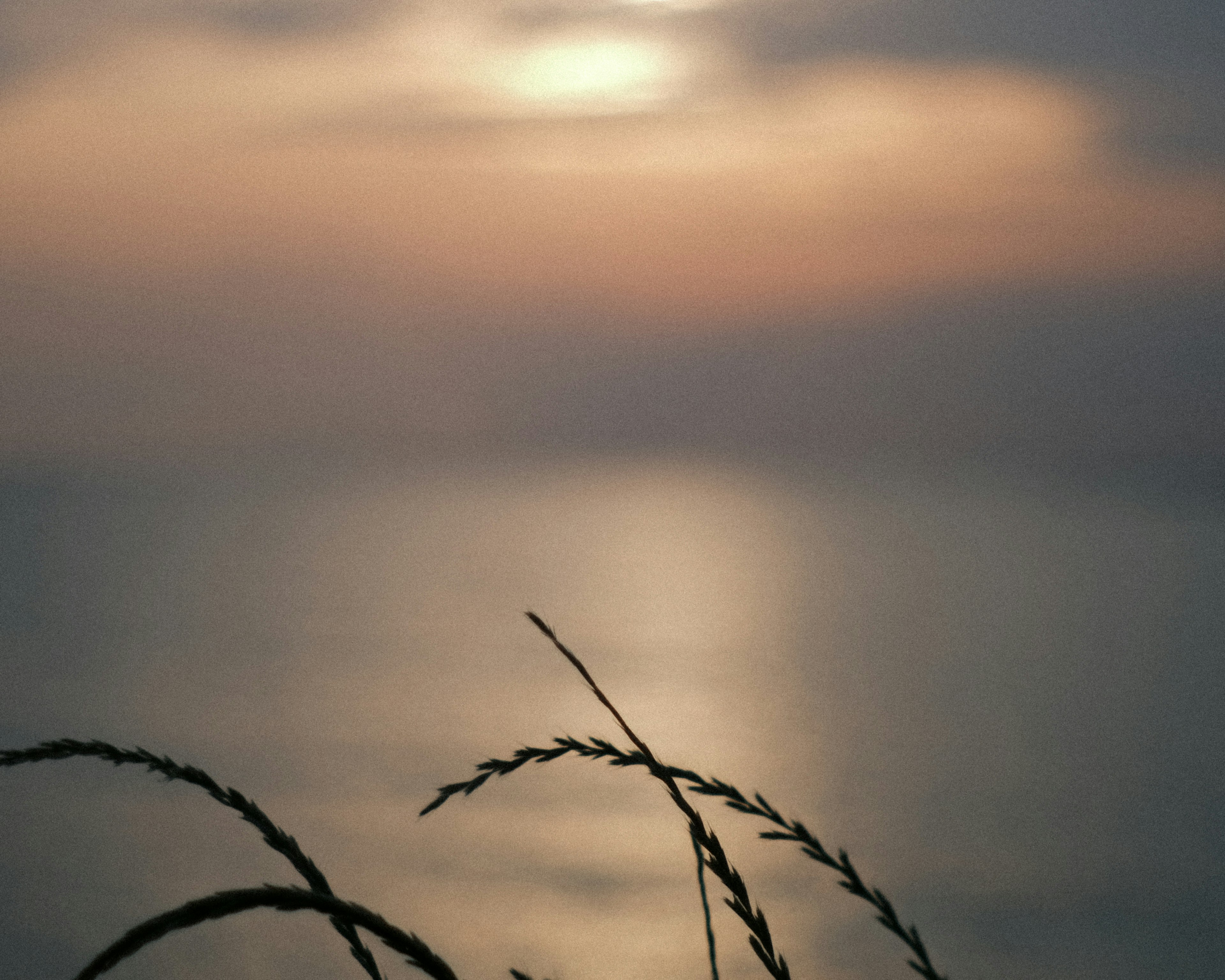 Hierba suave en primer plano con un mar sereno y una hermosa puesta de sol al fondo