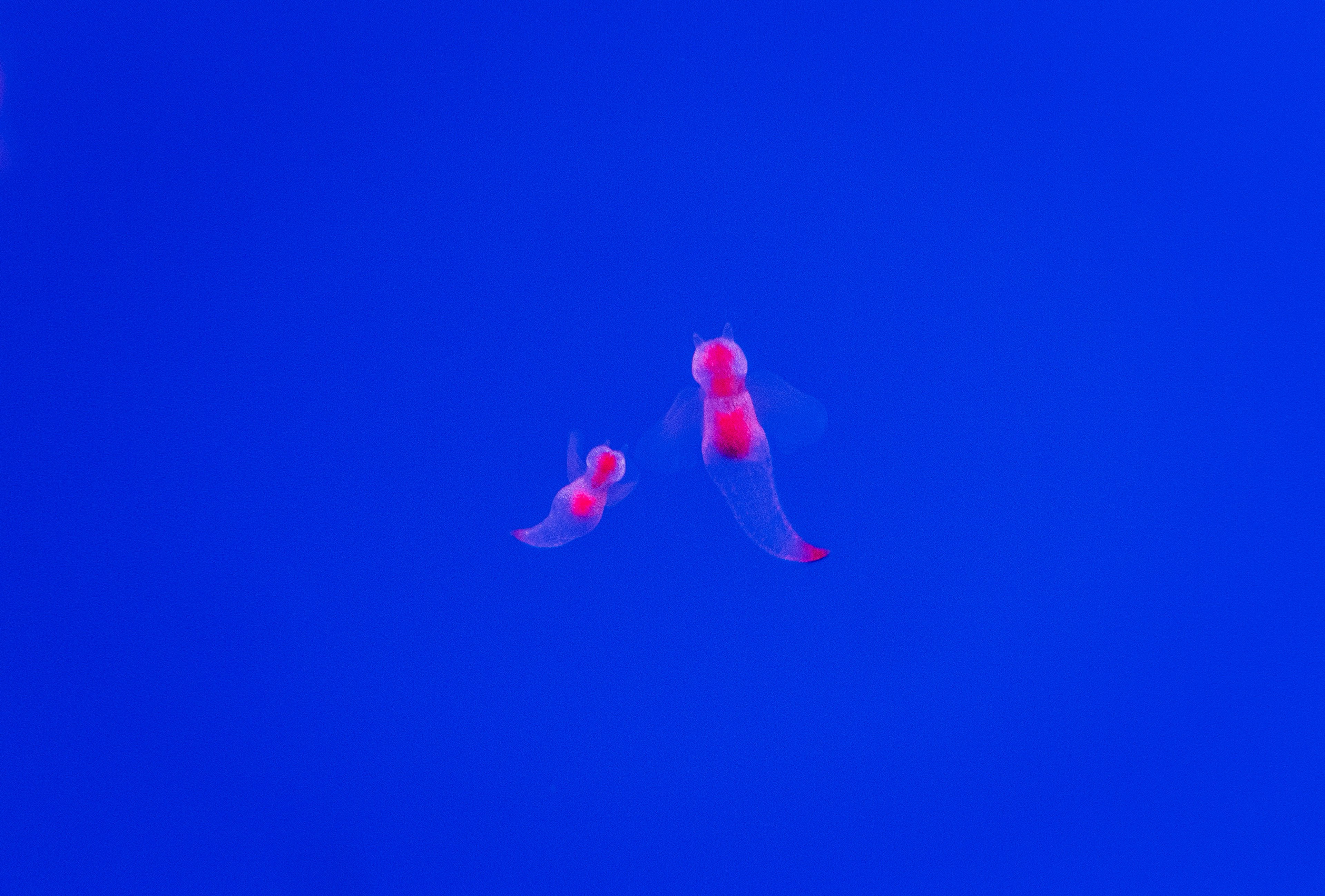 Dos medusas rojas flotando sobre un fondo azul