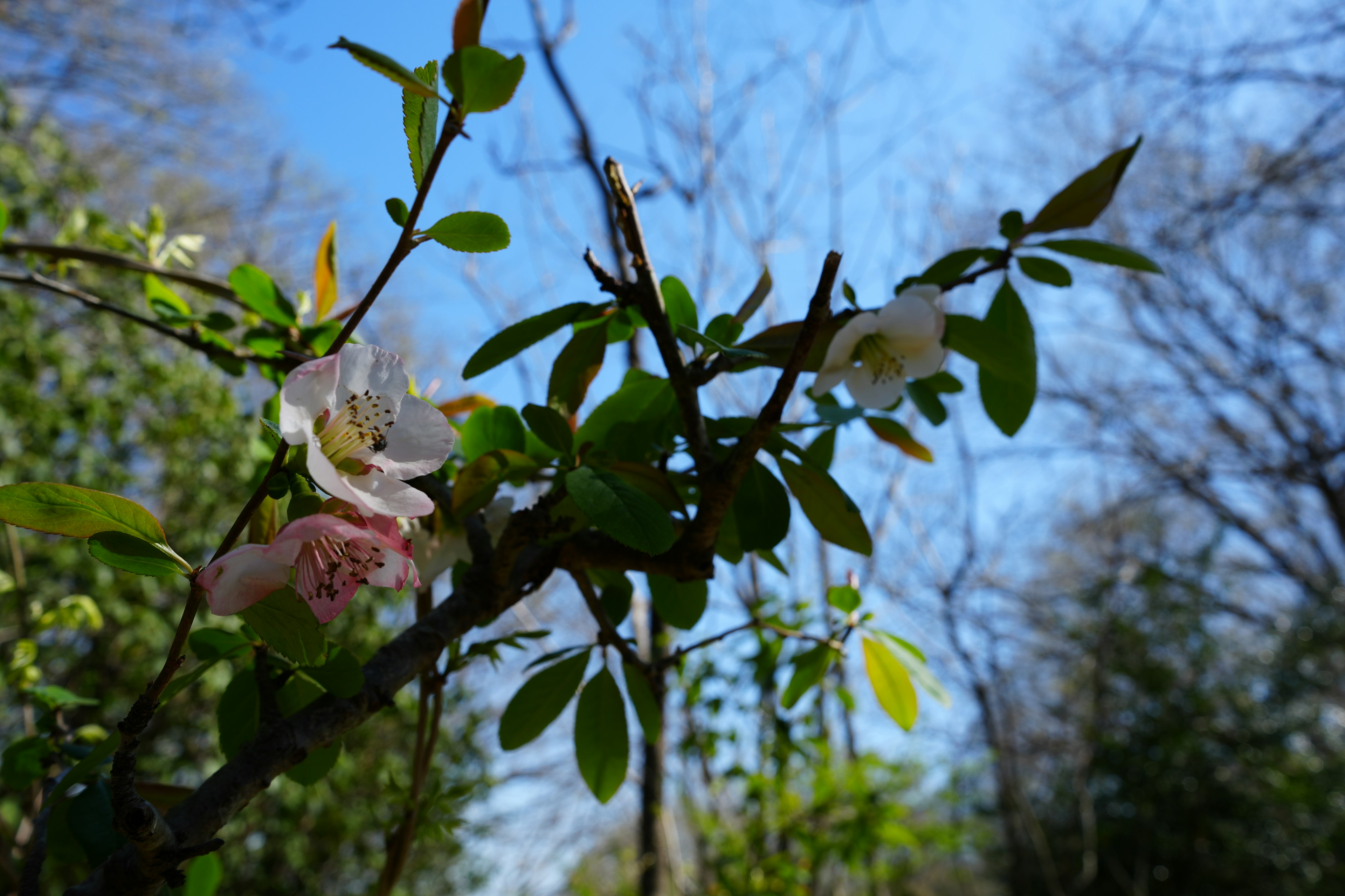 Flowers and green leaves blooming under a blue sky