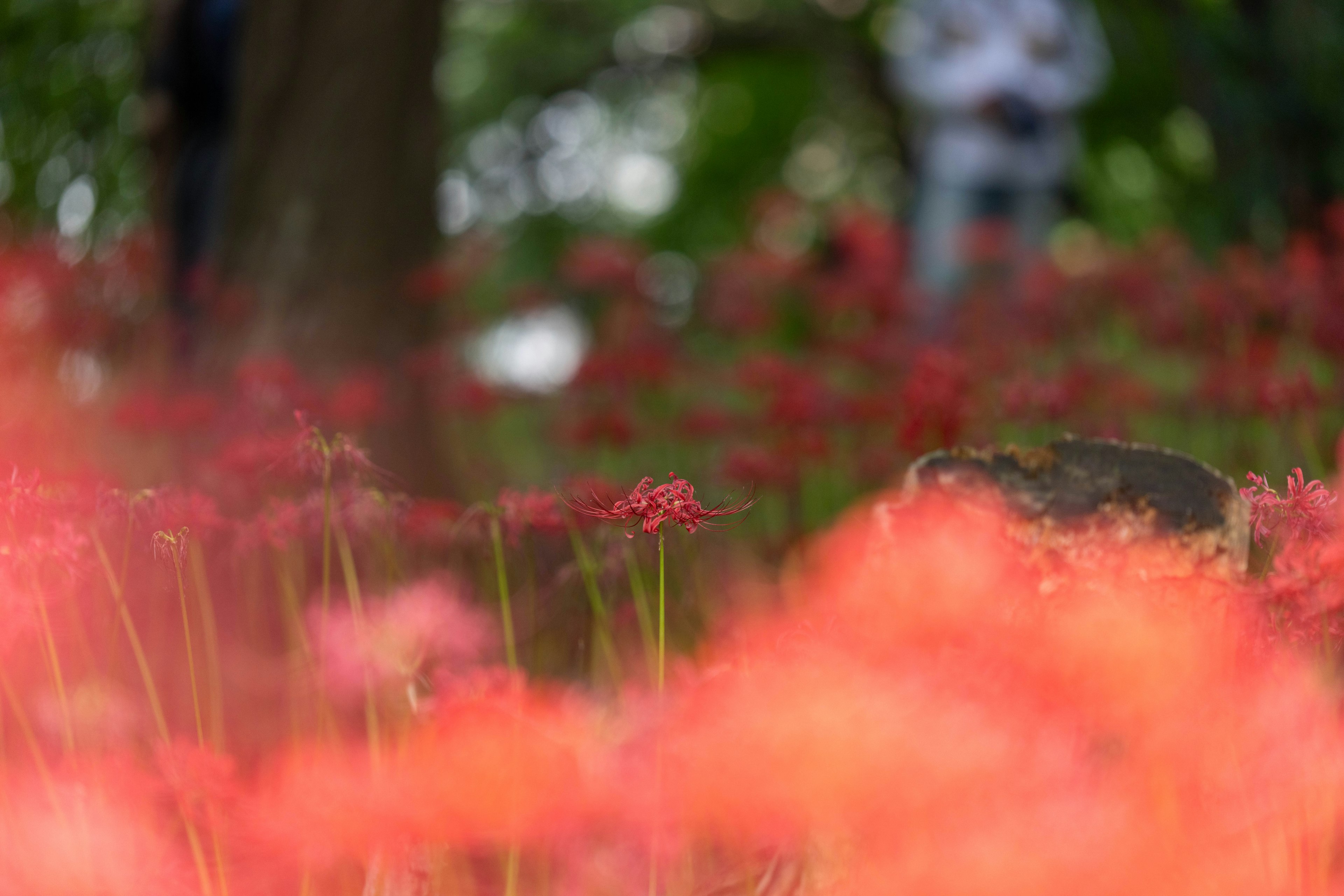 Campo de flores rojas con un fondo borroso que presenta personas