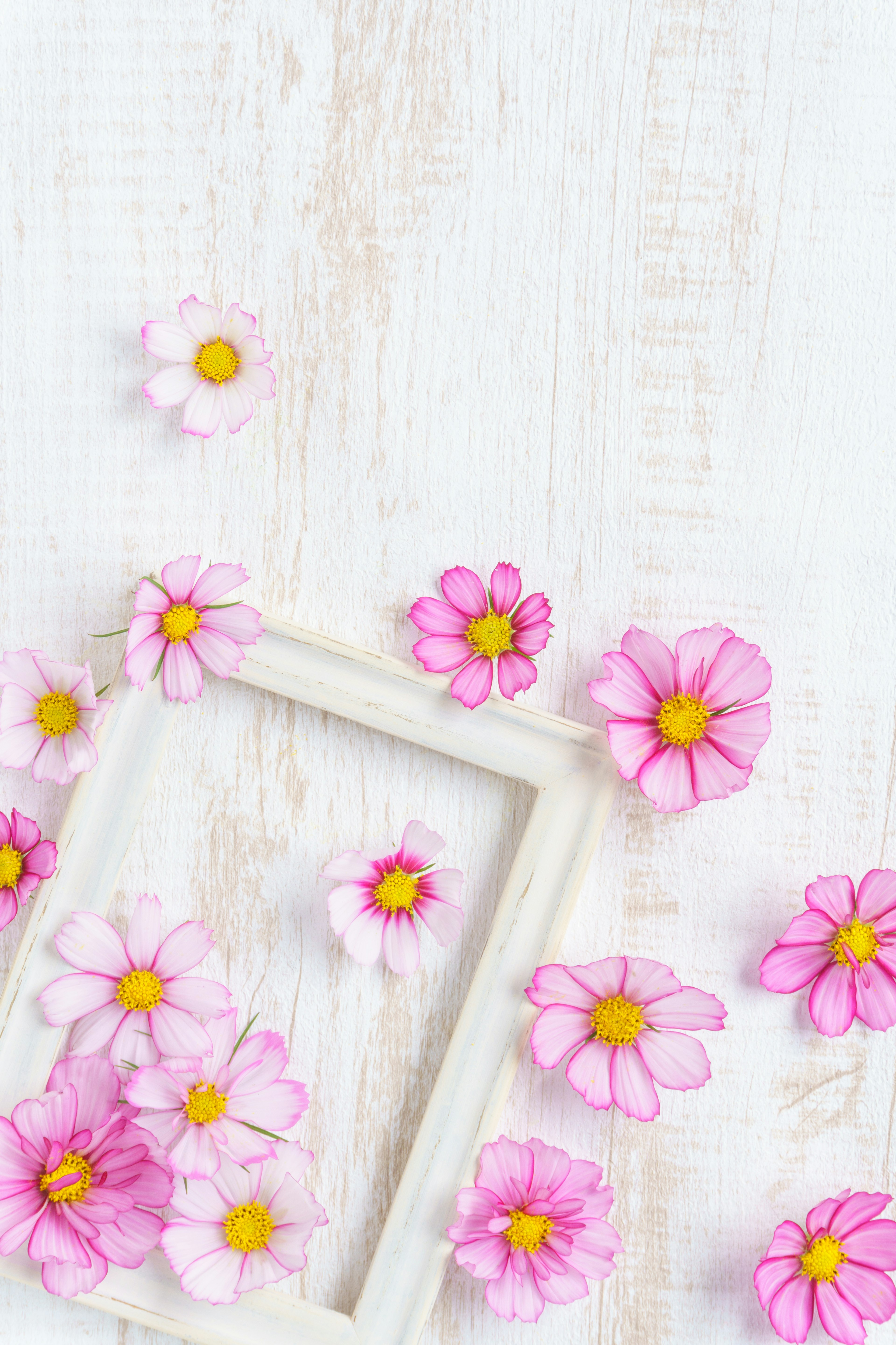 Fleurs roses éparpillées sur un fond en bois blanc avec un cadre