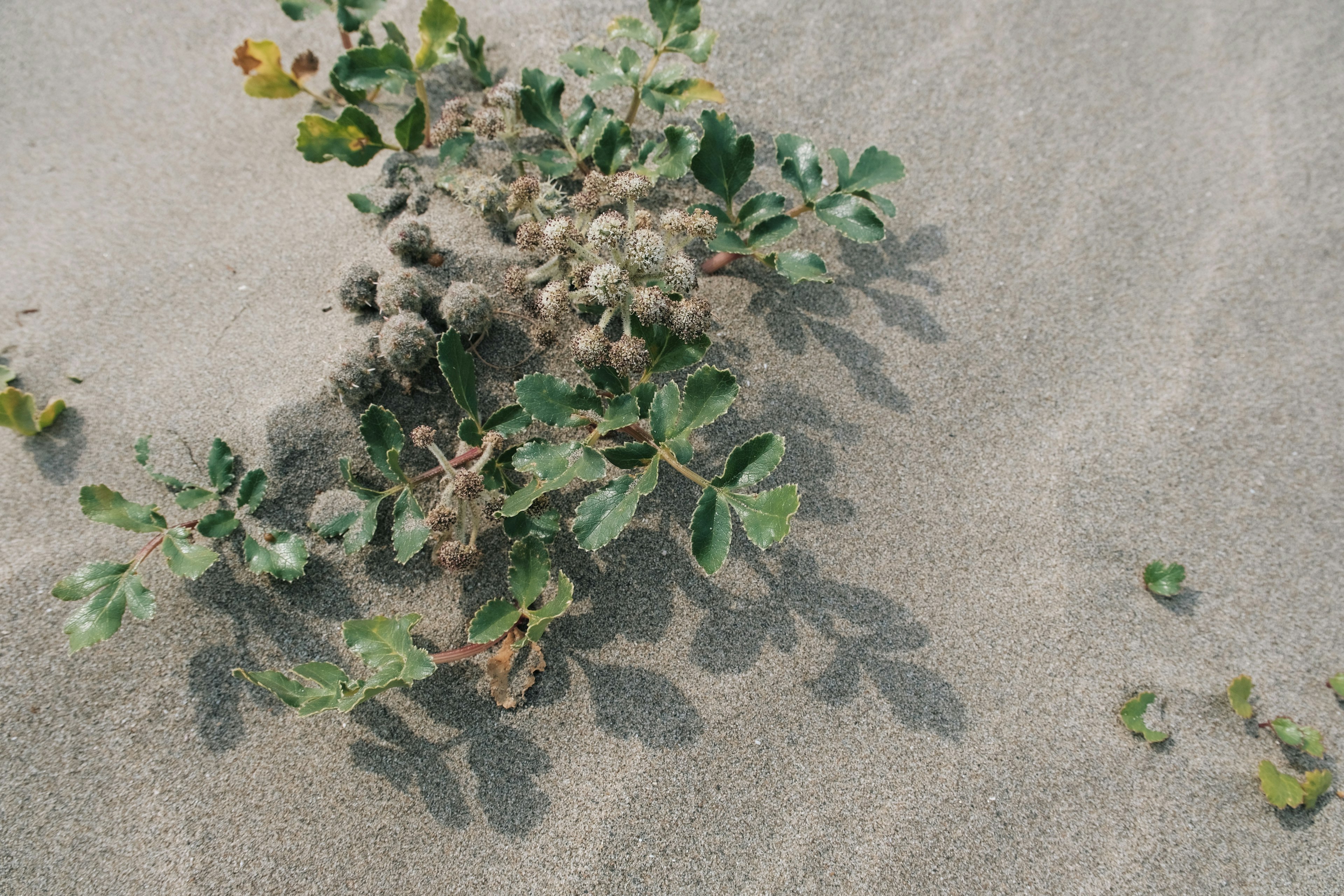 Green plant growing on sand with shadows