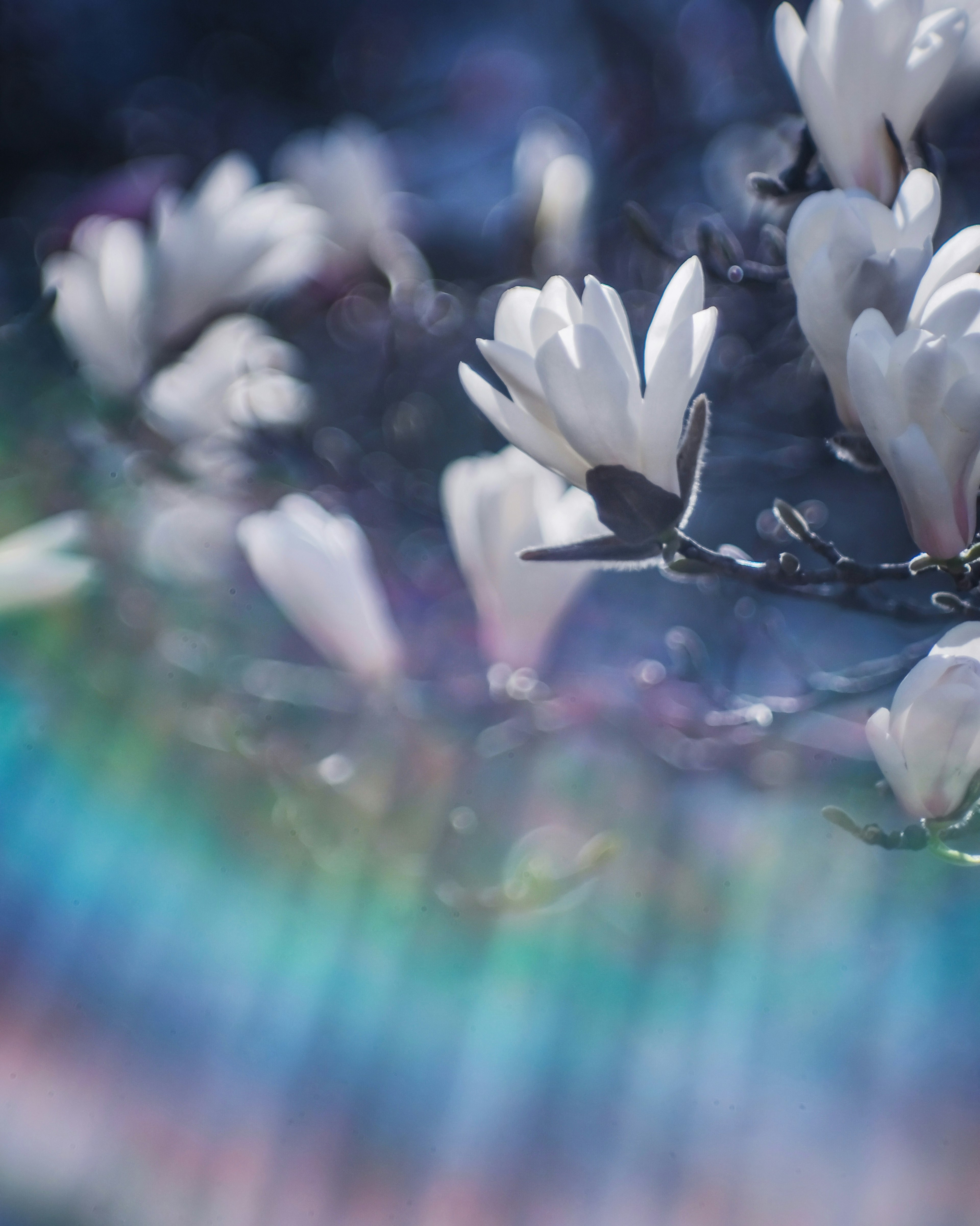 White flowers with a rainbow light effect in the background